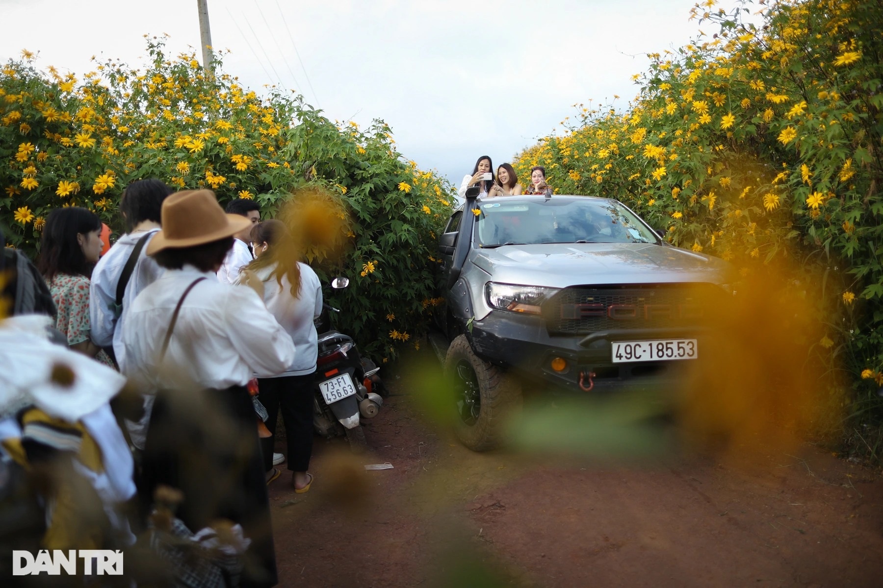 Wild sunflowers bloom on the hillside, young people flock to the outskirts of Da Lat to check-in - 14