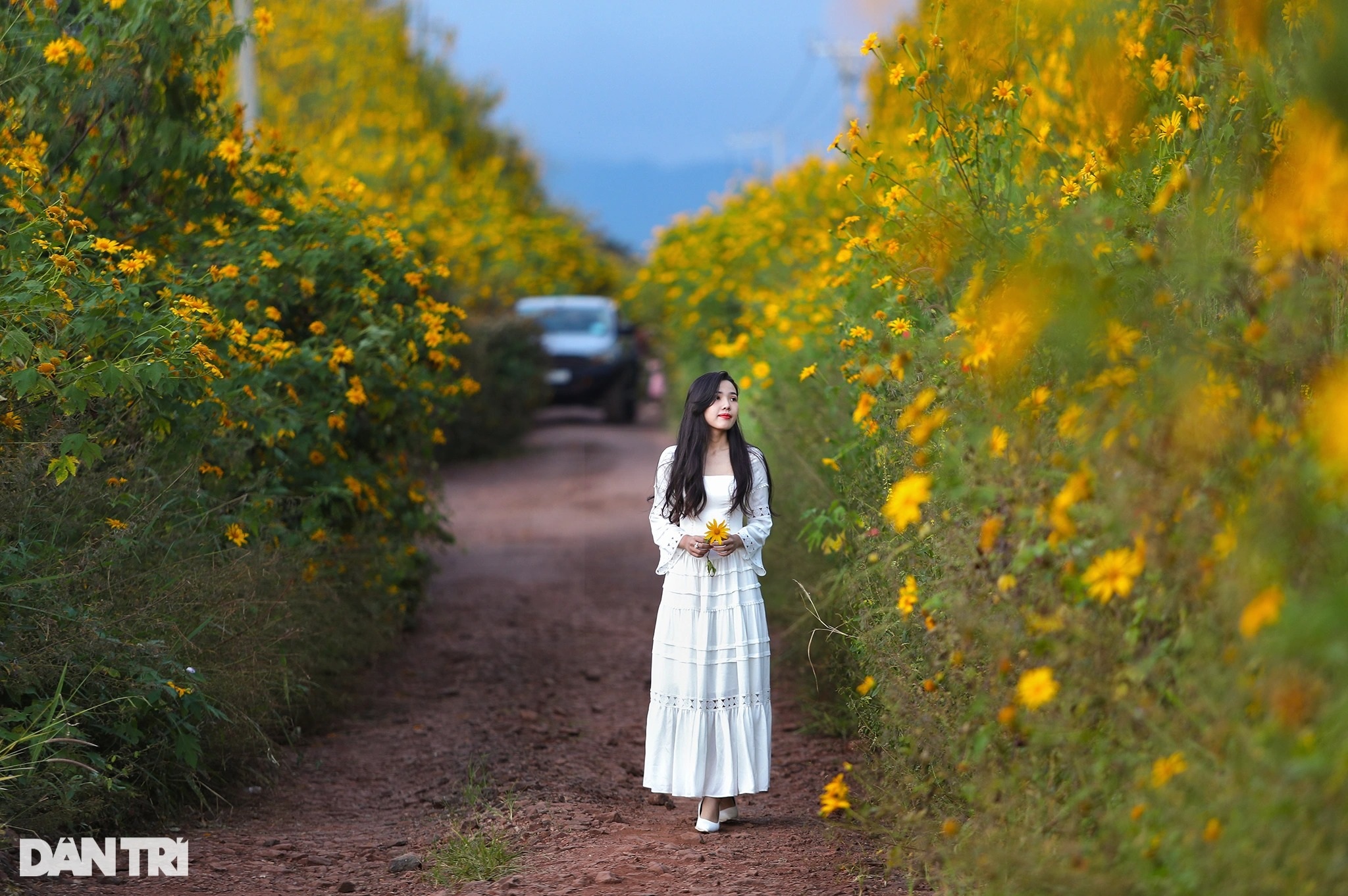 Wild sunflowers bloom on the hillside, young people flock to the outskirts of Da Lat to check-in - 1