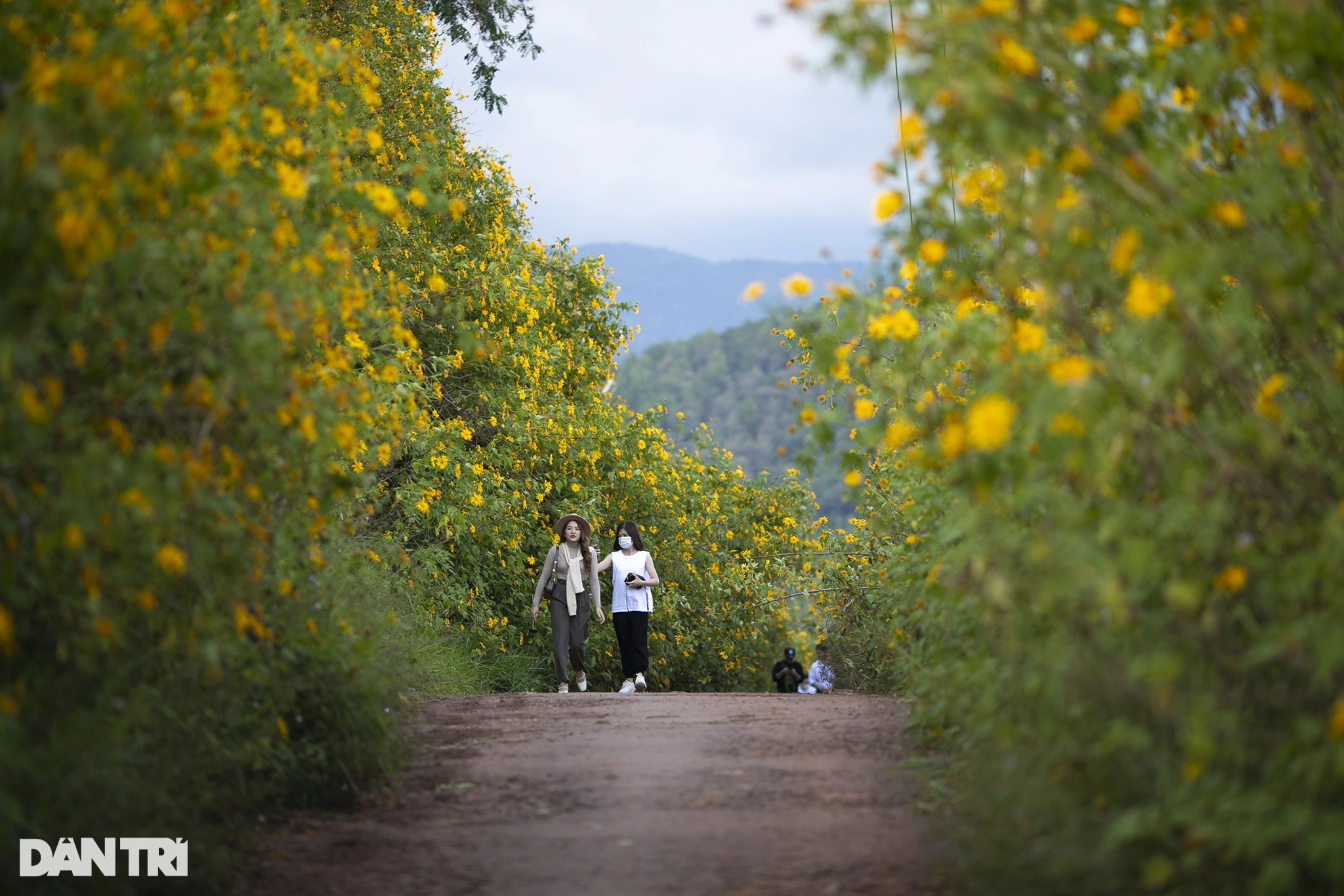 Wild sunflowers bloom on the hillside, young people flock to the outskirts of Da Lat to check-in - 13