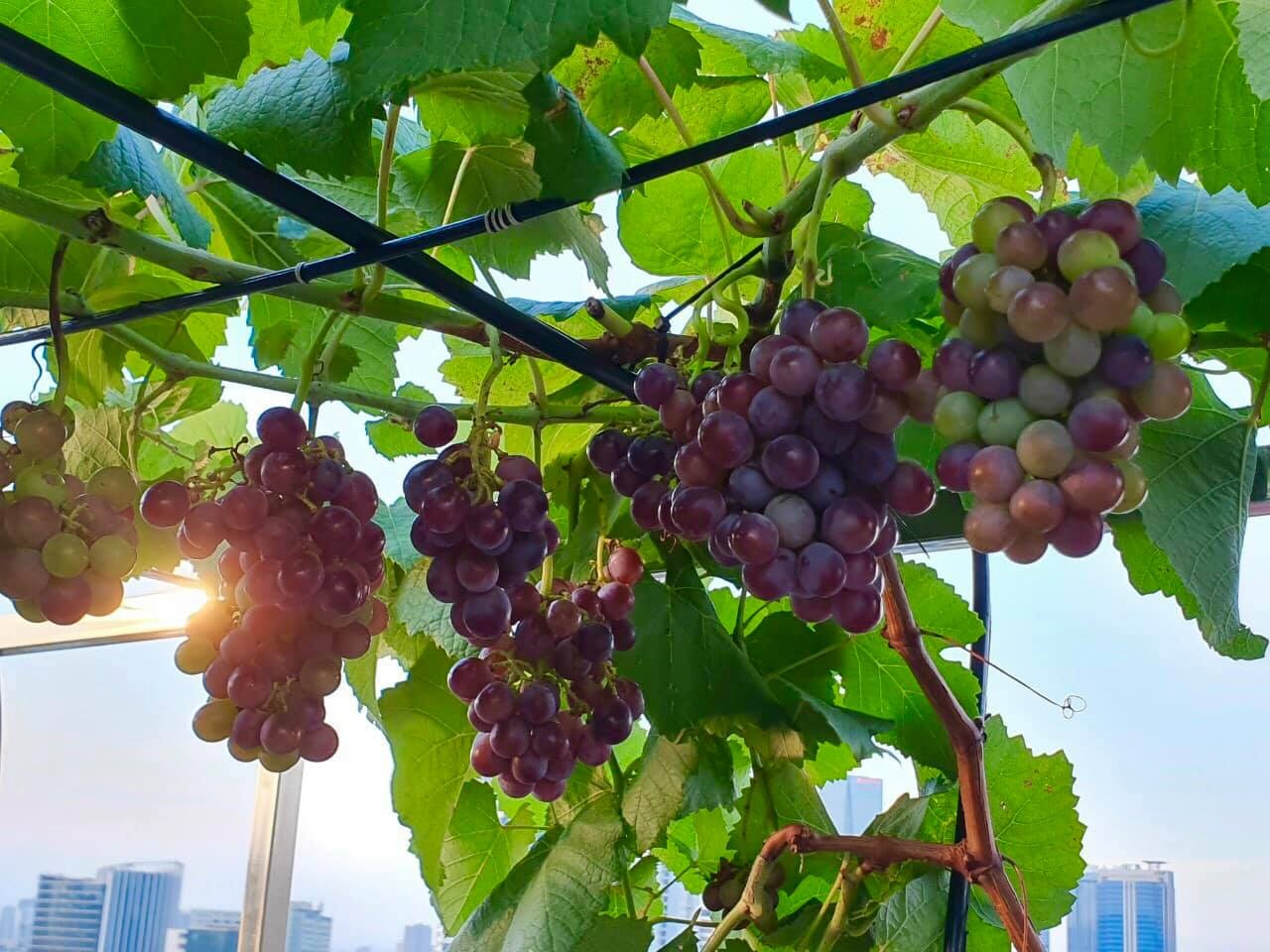 View - Hà Nội: Khu vườn sân thượng sum suê rau trái, nổi tiếng khắp mạng xã hội | Báo Dân trí