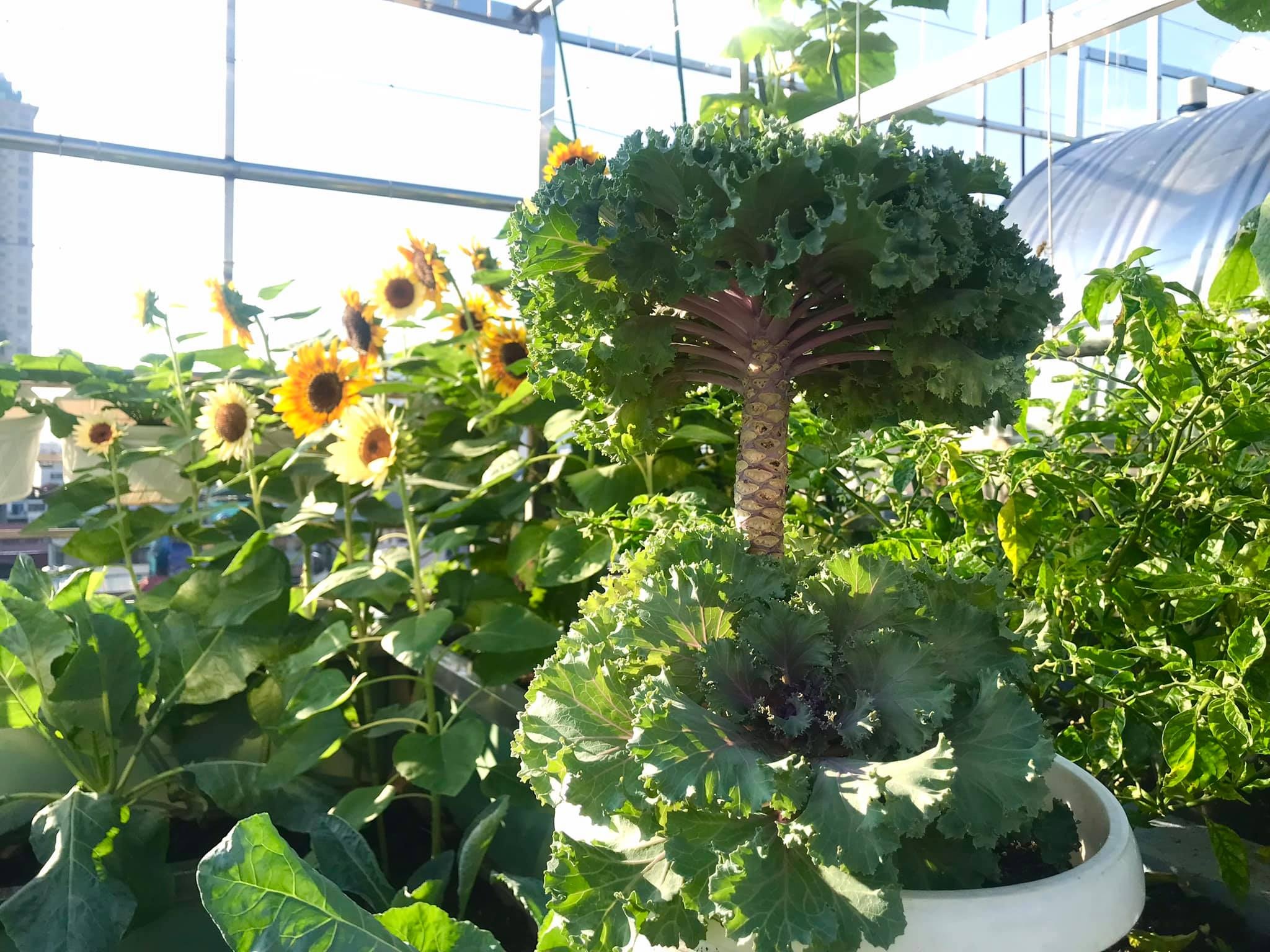 View - Hà Nội: Khu vườn sân thượng sum suê rau trái, nổi tiếng khắp mạng xã hội | Báo Dân trí