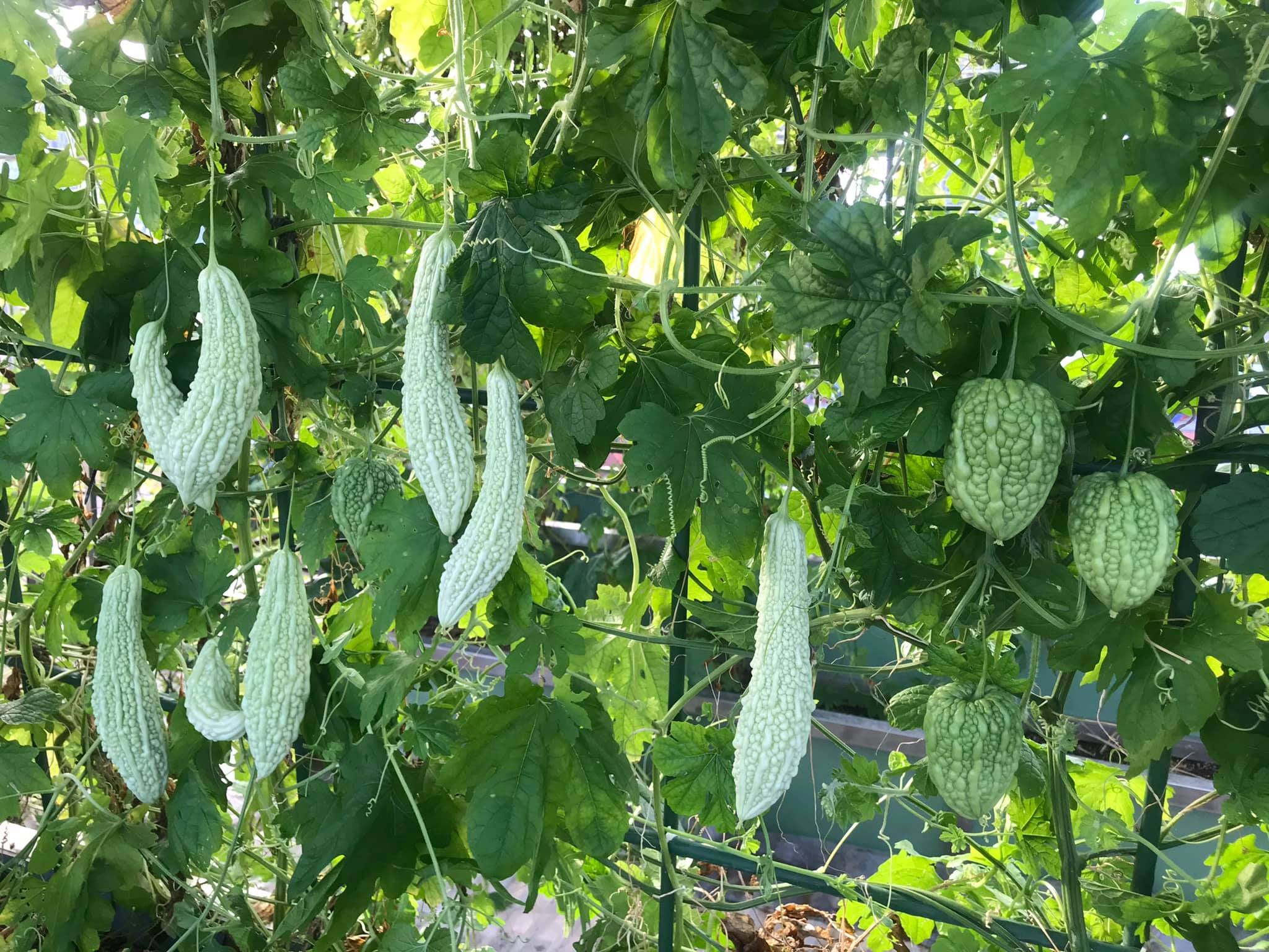 View - Hà Nội: Khu vườn sân thượng sum suê rau trái, nổi tiếng khắp mạng xã hội | Báo Dân trí