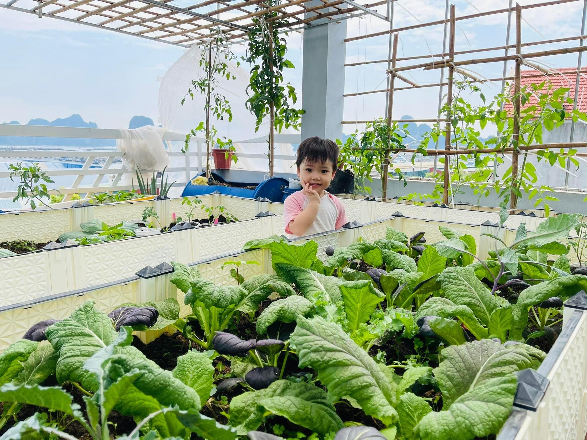 Mẹ đảm Quảng Ninh bê cả trăm bao đất lên sân thượng làm vườn như nông trại - 1