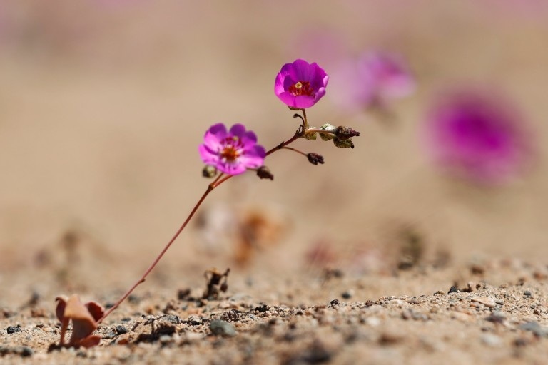 Hoa nở rộ trên sa mạc khô cằn nhất thế giới - 2