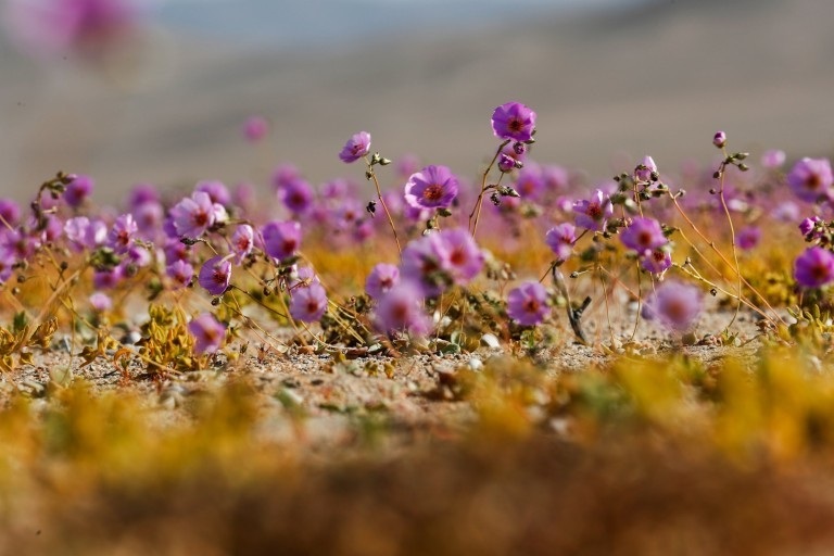 Hoa nở rộ trên sa mạc khô cằn nhất thế giới - 3