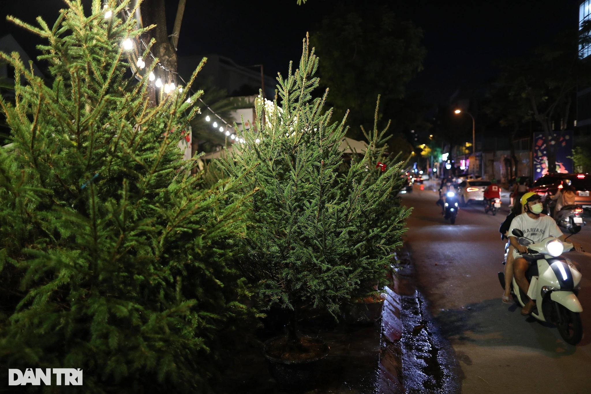 Christmas trees imported from cold European countries are sold all over Saigon's sidewalks - 12