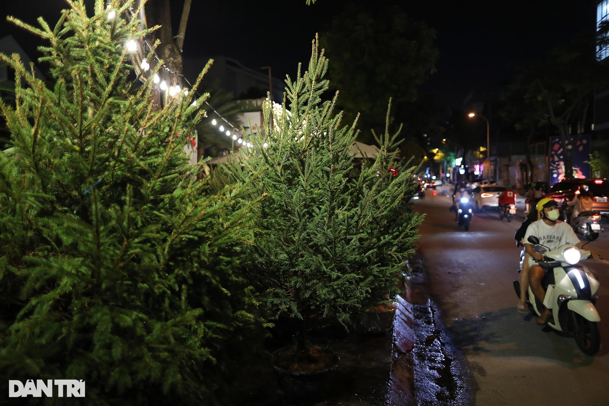 Cây thông Noel nhập khẩu xứ lạnh châu Âu bày bán khắp vỉa hè Sài Gòn - 12 Cây thông Noel nhập khẩu xứ lạnh châu Âu bày bán khắp vỉa hè Sài Gòn - 12