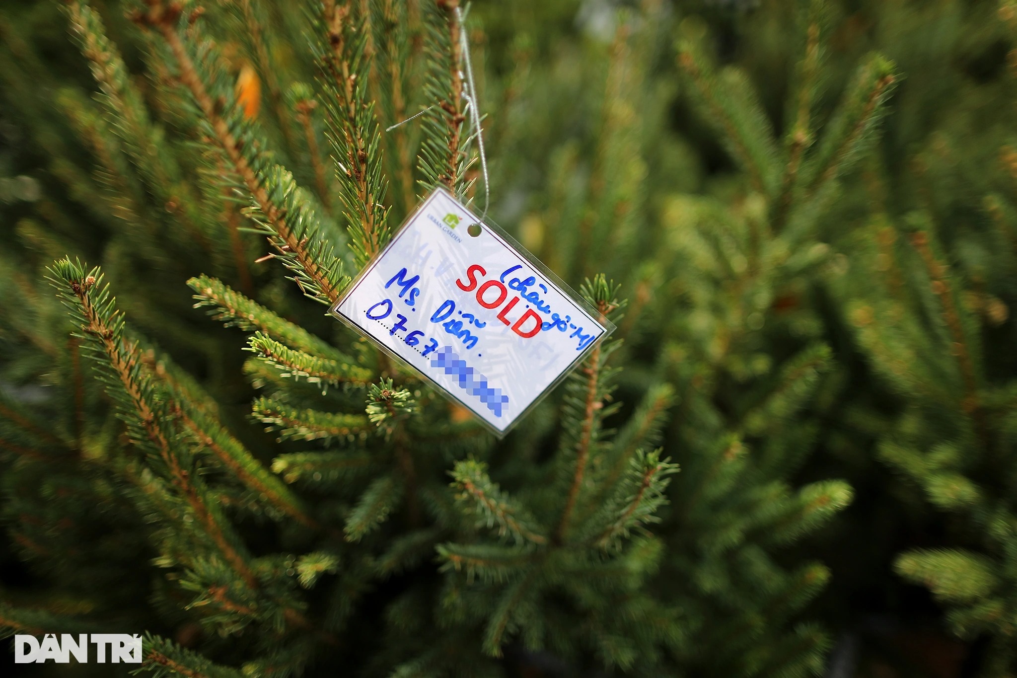 Christmas trees imported from cold European countries are sold all over Saigon's sidewalks - 8