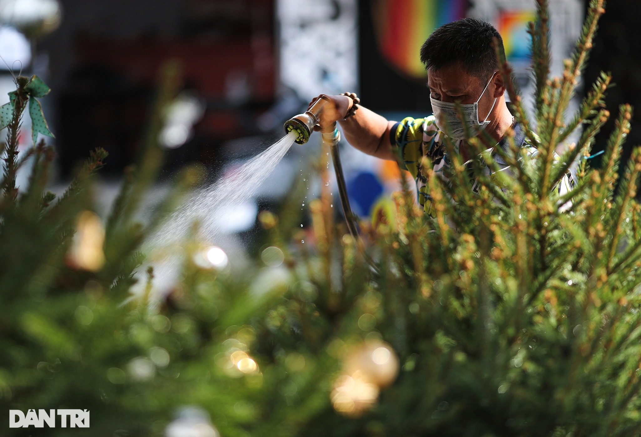 Christmas trees imported from cold European countries are sold all over Saigon's sidewalks - 5