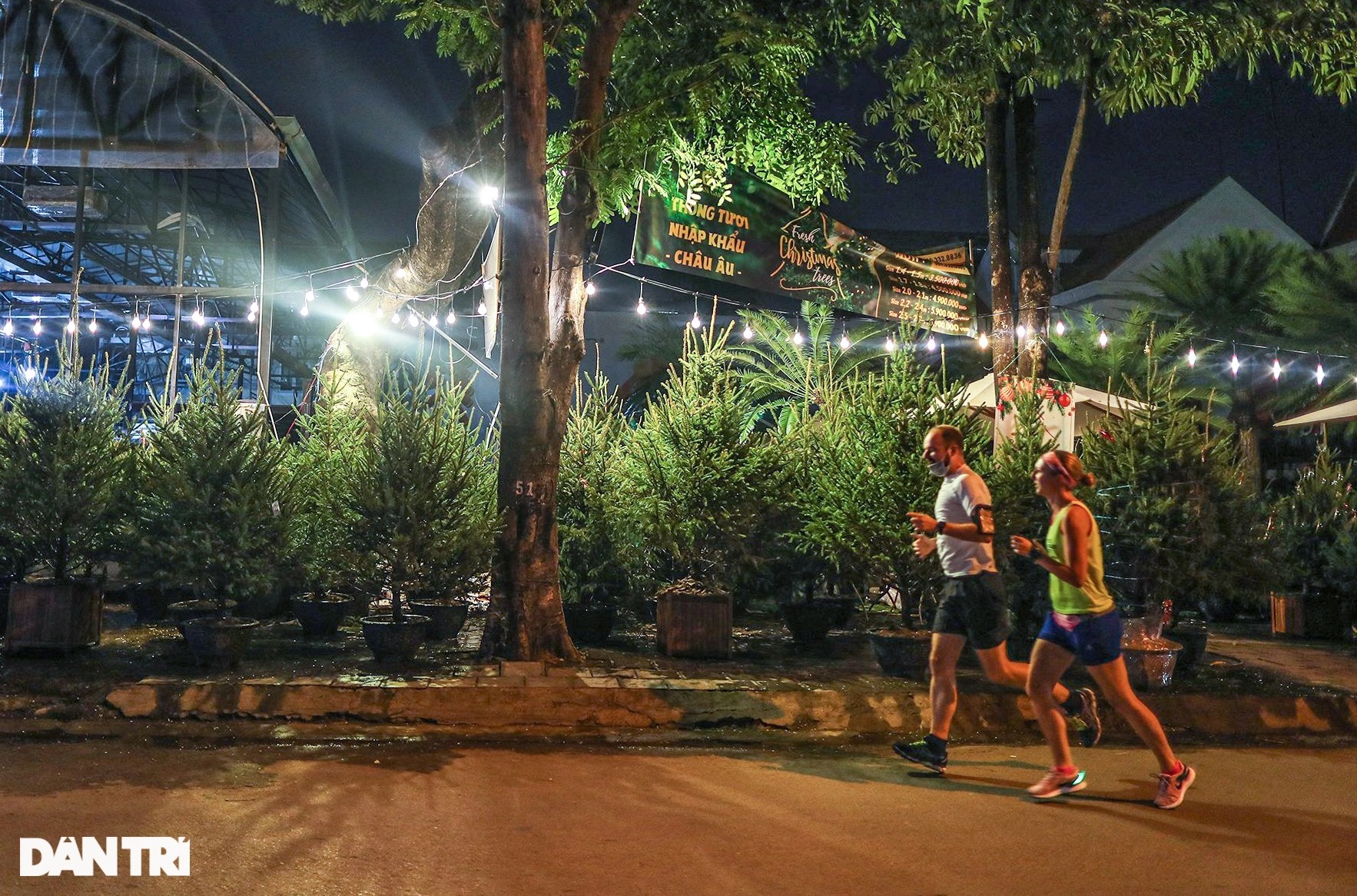 Christmas trees imported from cold European countries are sold all over Saigon's sidewalks - 11