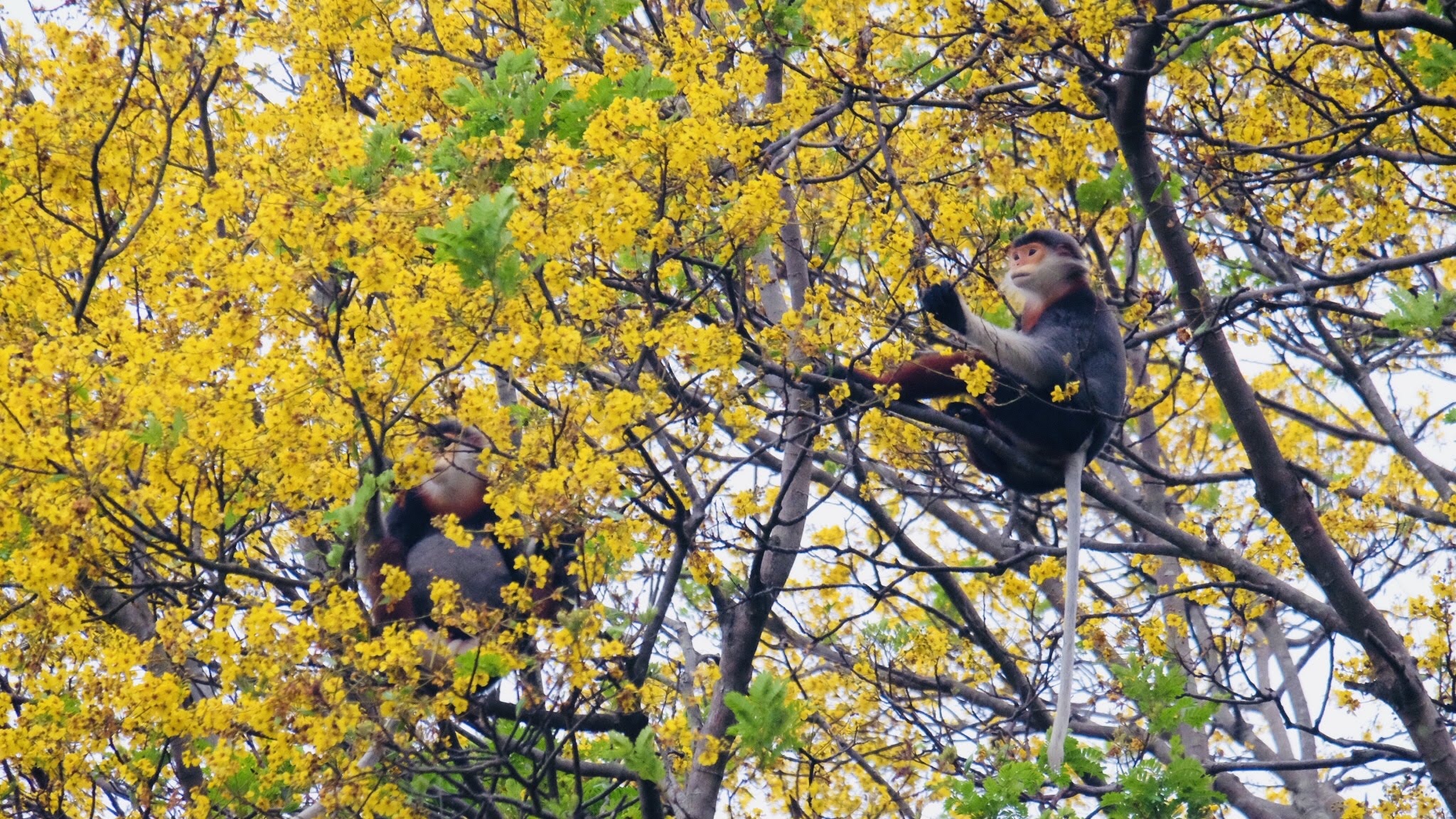 Close-up of rare primate queen in Son Tra peninsula - 10