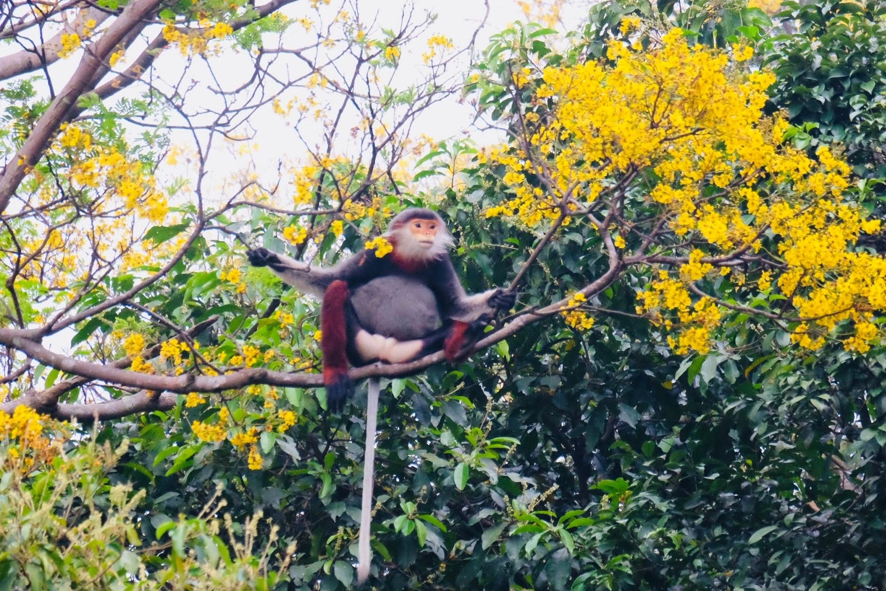 Close-up of the rare primate queen in Son Tra peninsula - 6