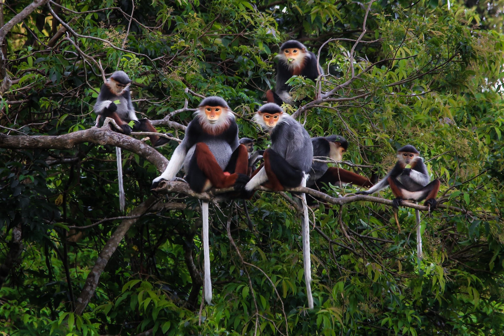 Close-up of the rare primate queen in Son Tra peninsula - 8