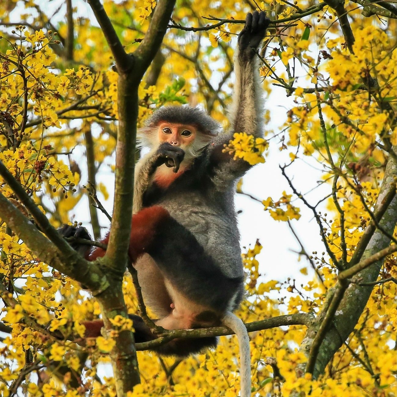 Close-up of the rare primate queen in Son Tra peninsula - 2