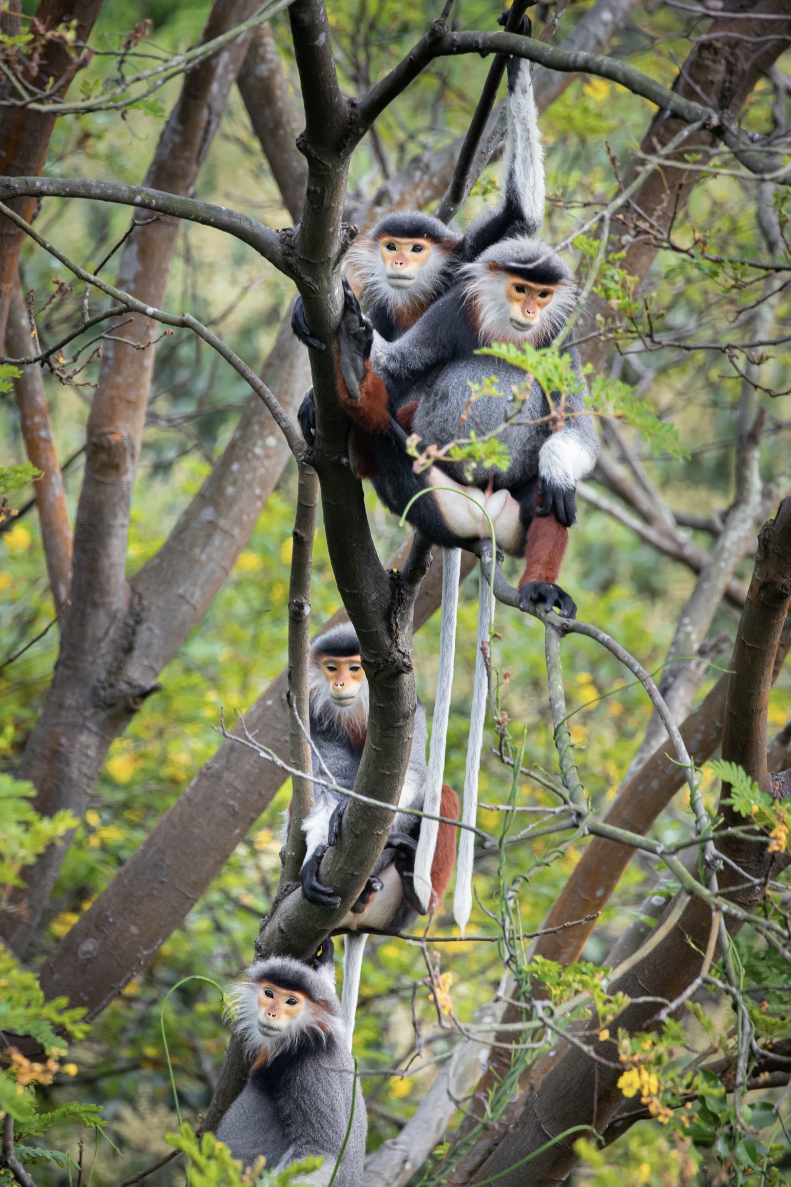 Close-up of rare primate queen in Son Tra peninsula - 12