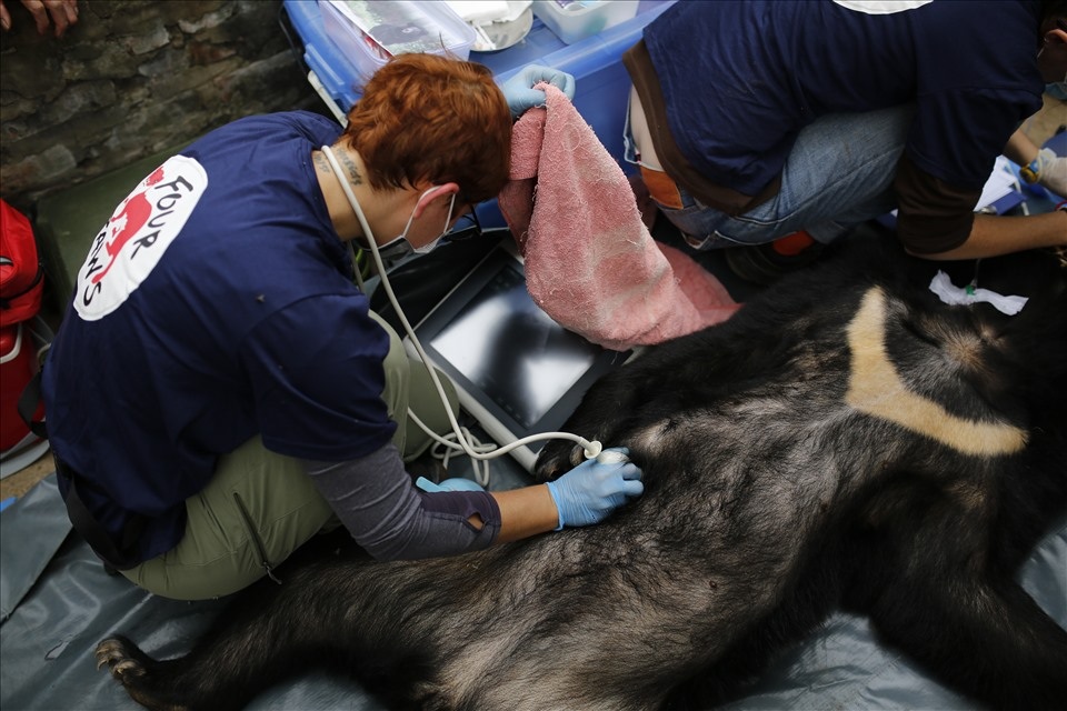 Giải cứu cá thể Gấu Ngựa cuối cùng bị nuôi nhốt tại Sơn La - 3