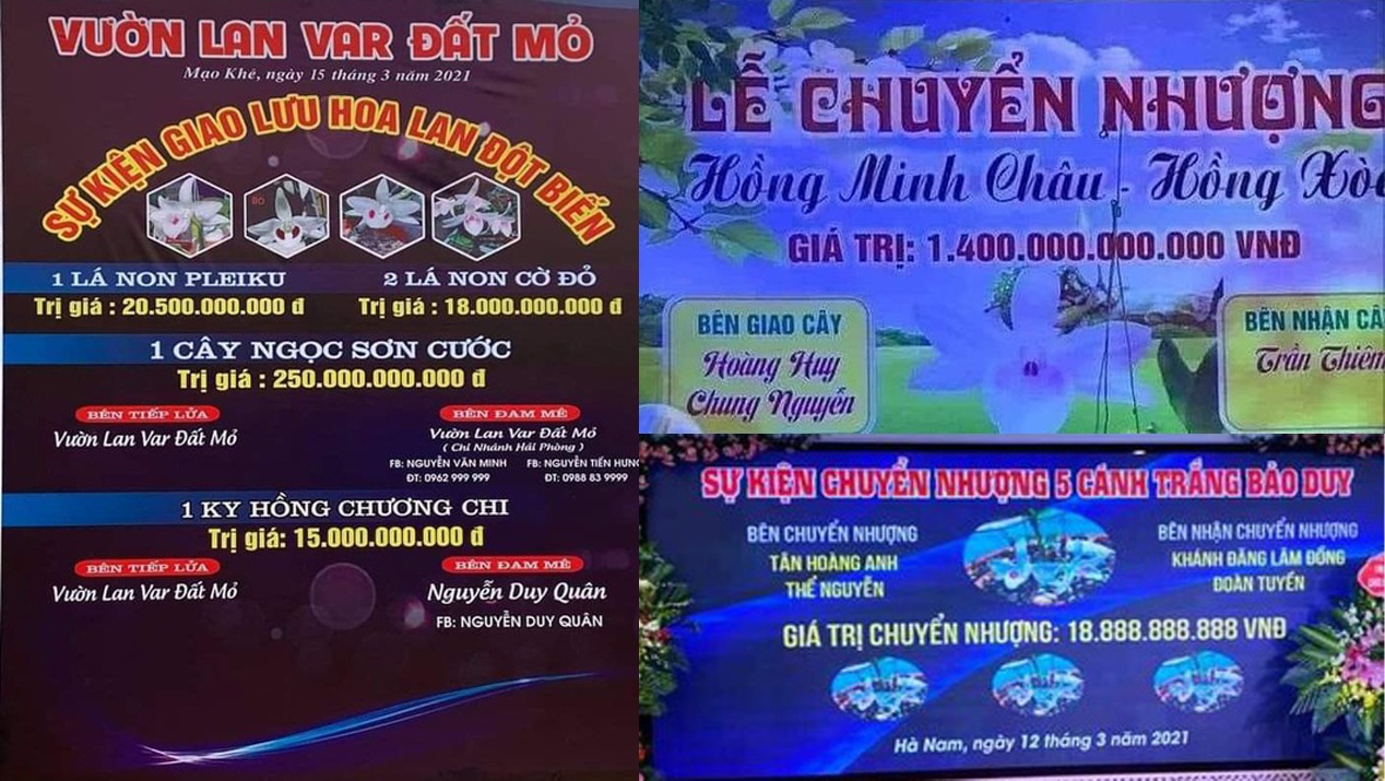 Lan đột biến hay lan đột quỵ mà khiến kẻ bán nhà, người ôm nợ? - 2