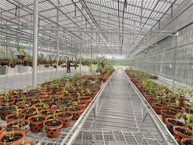 Lan đột biến hay lan đột quỵ mà khiến kẻ bán nhà, người ôm nợ? - 5