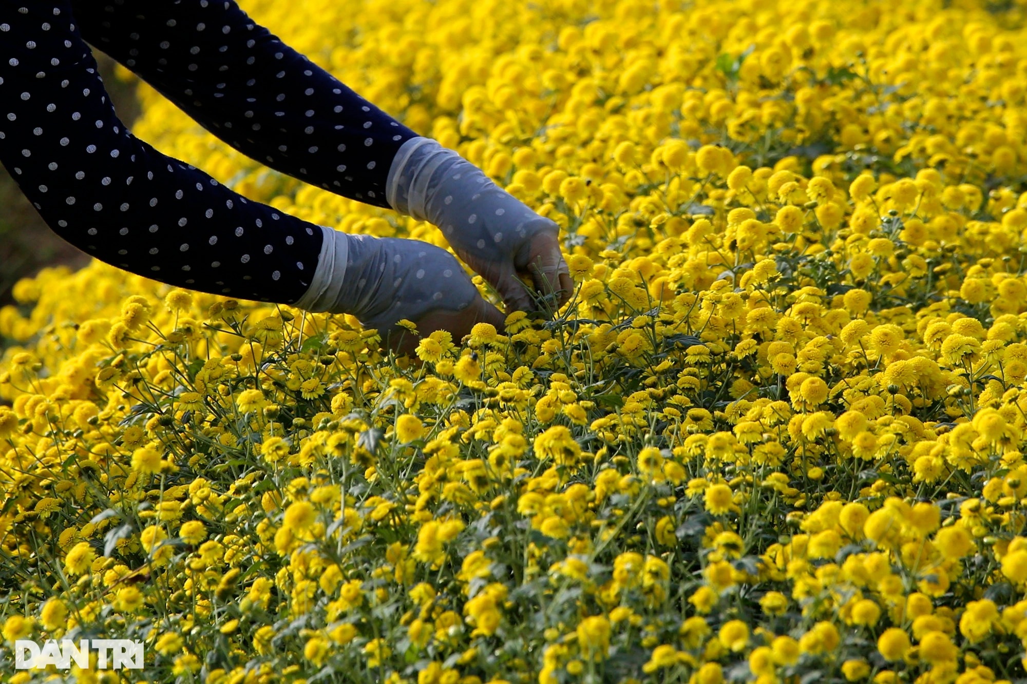 The last season of chrysanthemum blooms in Nghia Trai field - 11