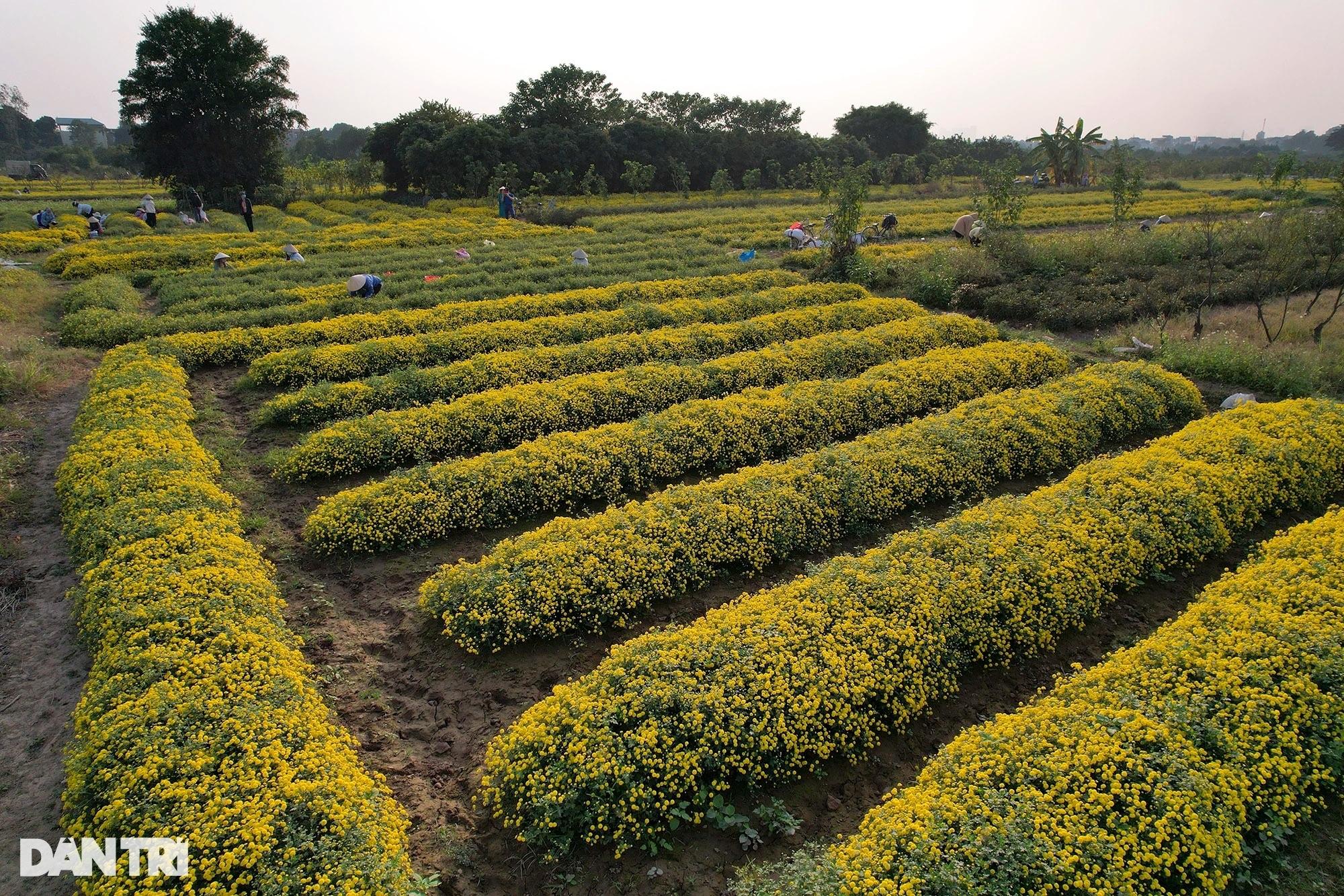 The last season of chrysanthemum blooms in Nghia Trai field - 12