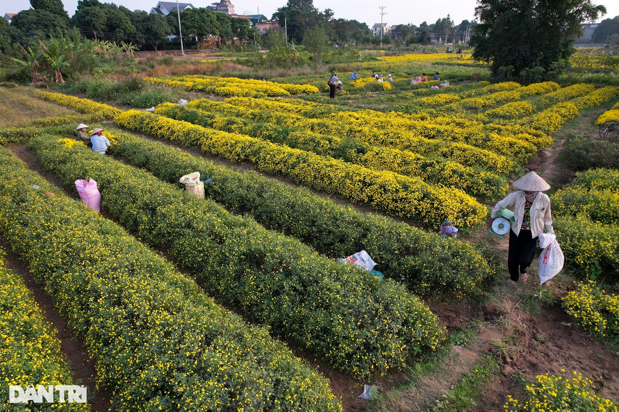 The last season of chrysanthemums blooms in Nghia Trai field - 14