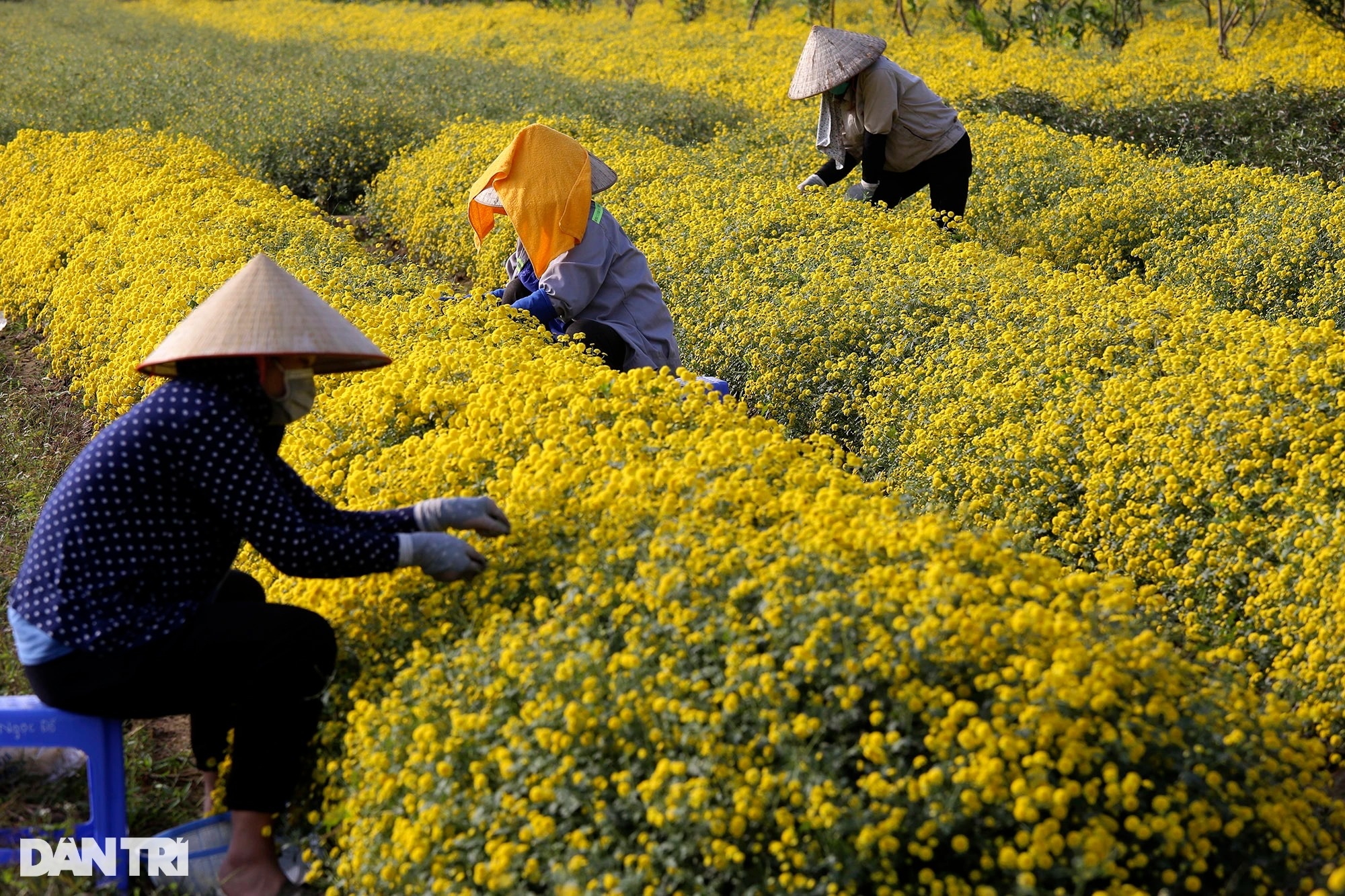The last season of chrysanthemums is bright yellow in Nghia Trai field - 3