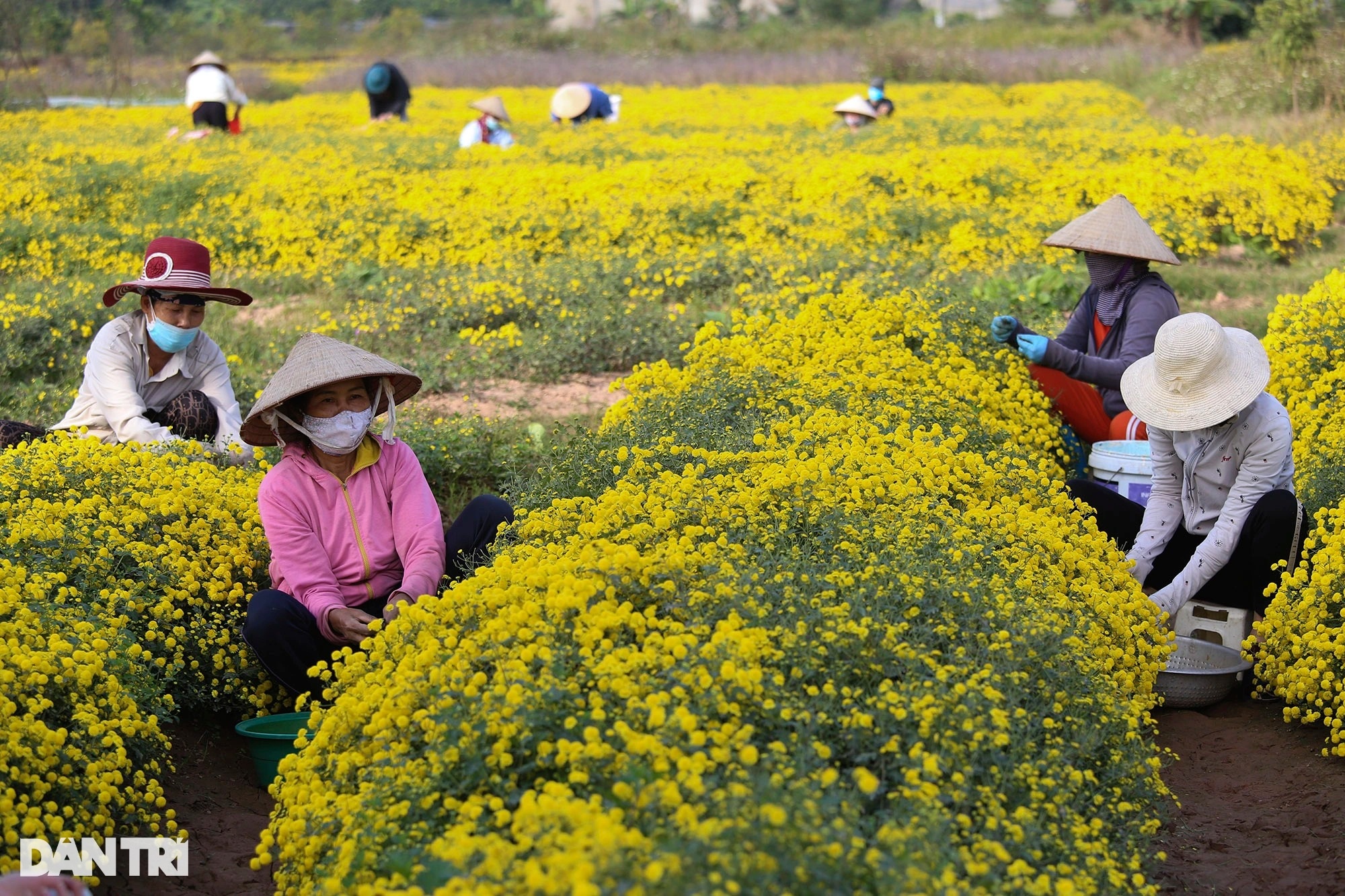 The last season of chrysanthemums is bright yellow in Nghia Trai field - 4