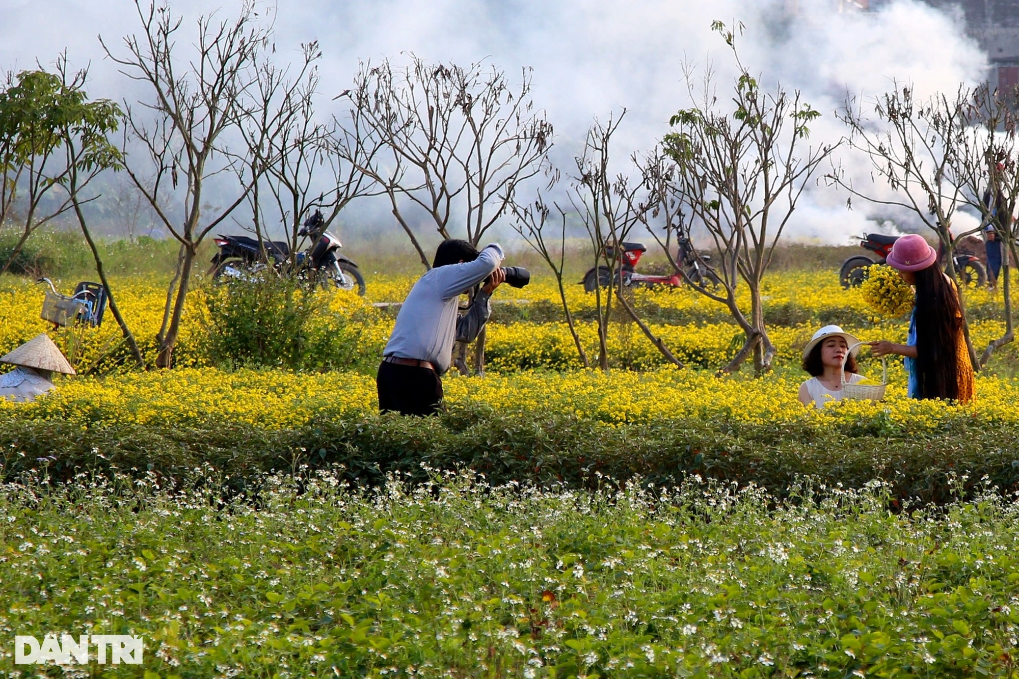 The last season of chrysanthemum blooms in Nghia Trai field - 7