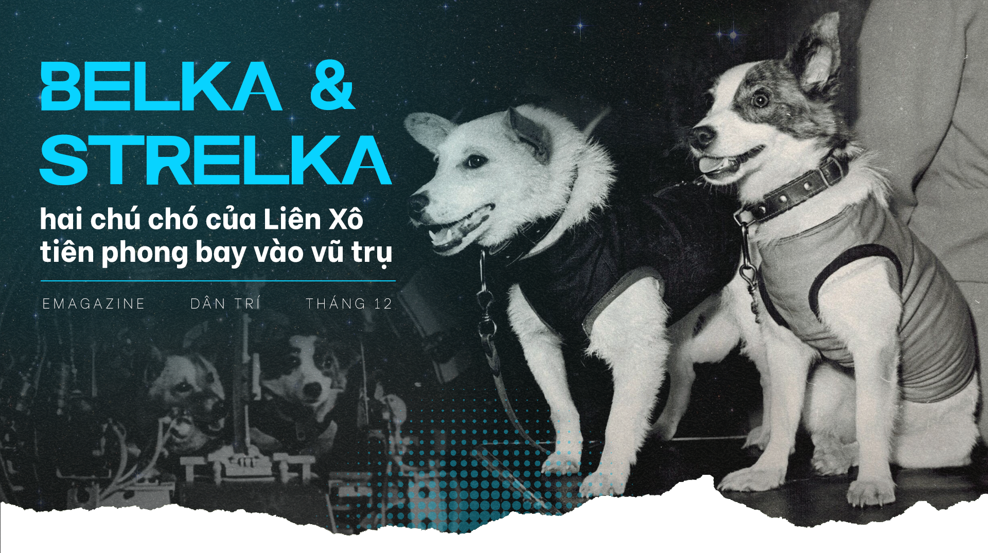 Chuyện về Belka và Strelka - hai chú chó Liên Xô tiên phong bay vào vũ trụ