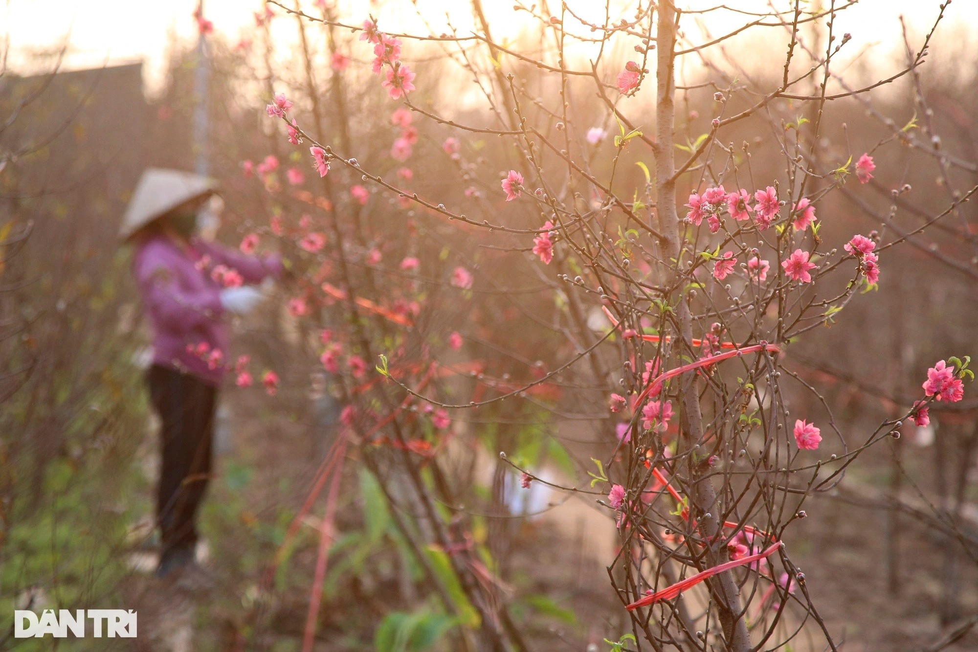 Nhật Tân rực sắc hoa đào đón Tết Nhâm Dần - 2