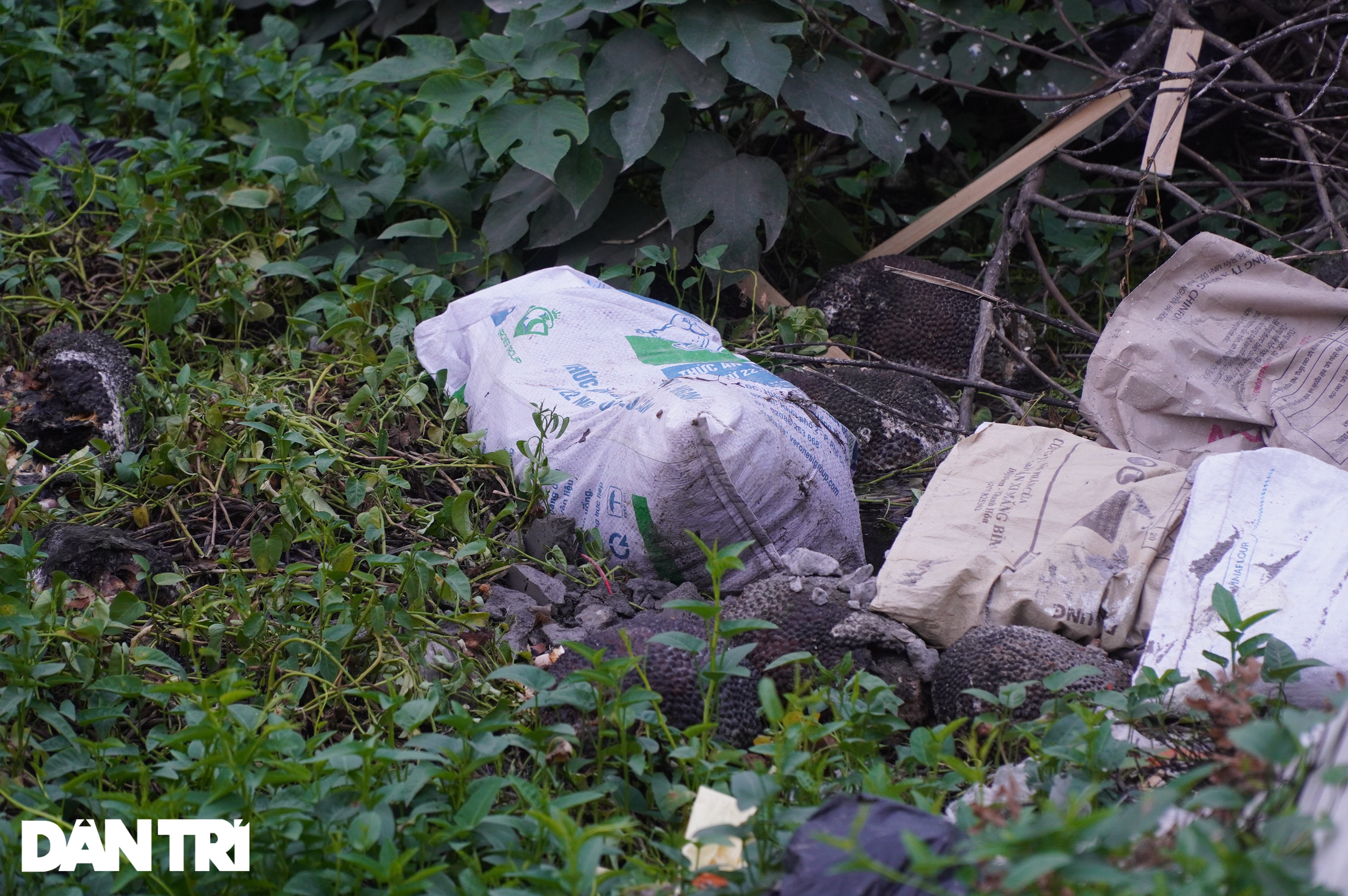 Mít thối rữa tại các điểm giải cứu vứt thành đống bên vệ đường Hà Nội - 6