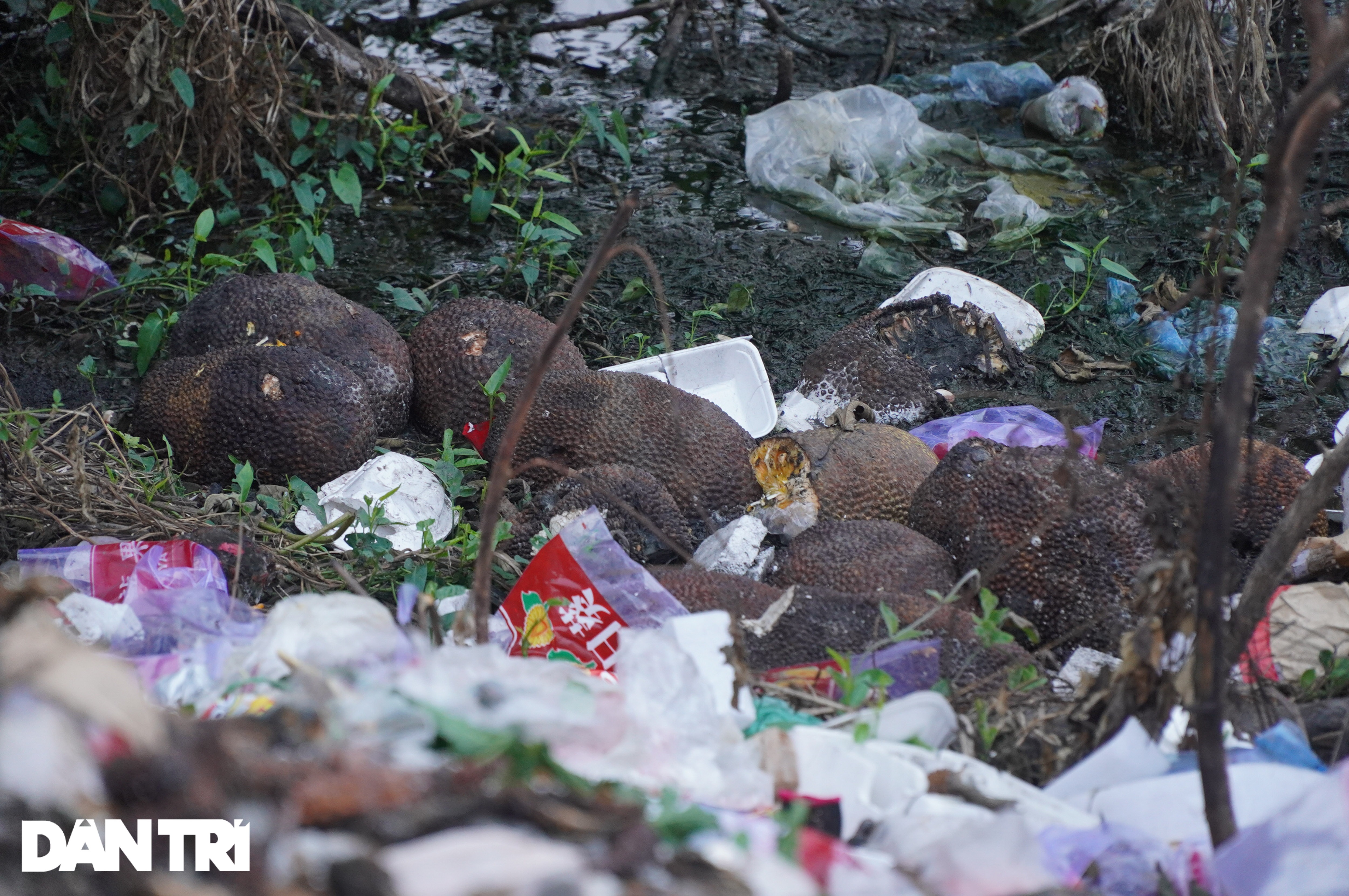 Mít thối rữa tại các điểm giải cứu vứt thành đống bên vệ đường Hà Nội - 9