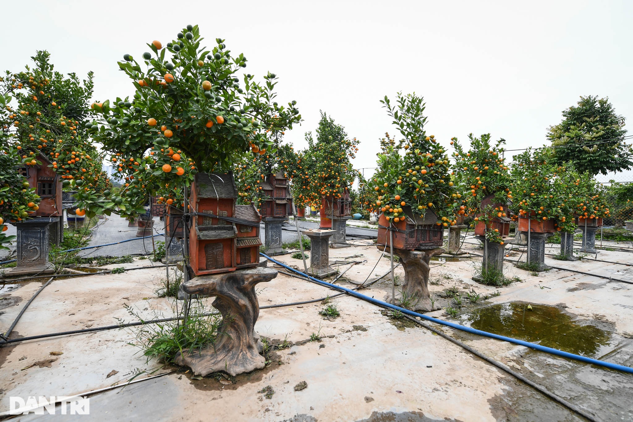 Quất bonsai trăm triệu khoe dáng bày bán tại thủ phủ trồng quất Tứ Liên - 10
