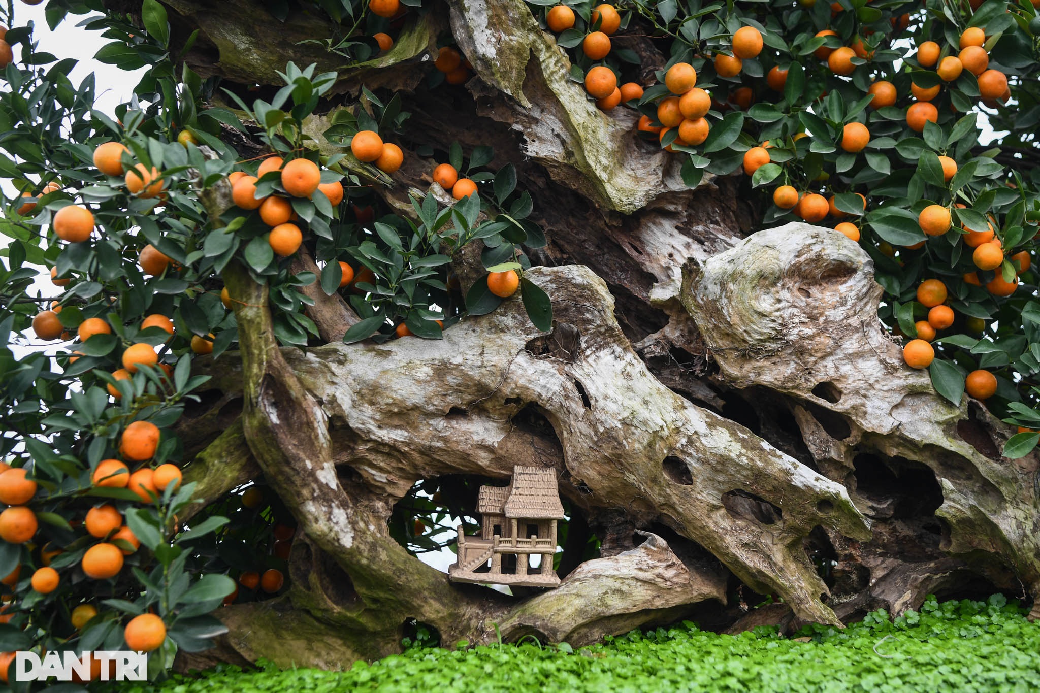 Quất bonsai trăm triệu khoe dáng bày bán tại thủ phủ trồng quất Tứ Liên - 8