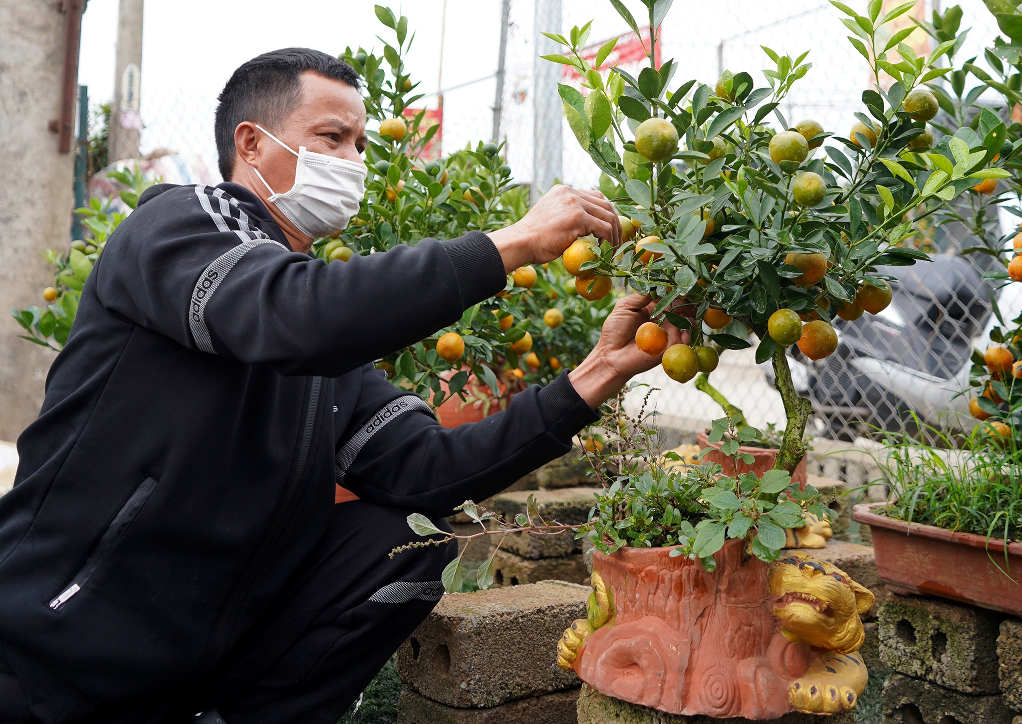 Quất bonsai trăm triệu khoe dáng bày bán tại thủ phủ trồng quất Tứ Liên - 5 Quất bonsai trăm triệu khoe dáng bày bán tại thủ phủ trồng quất Tứ Liên - 5