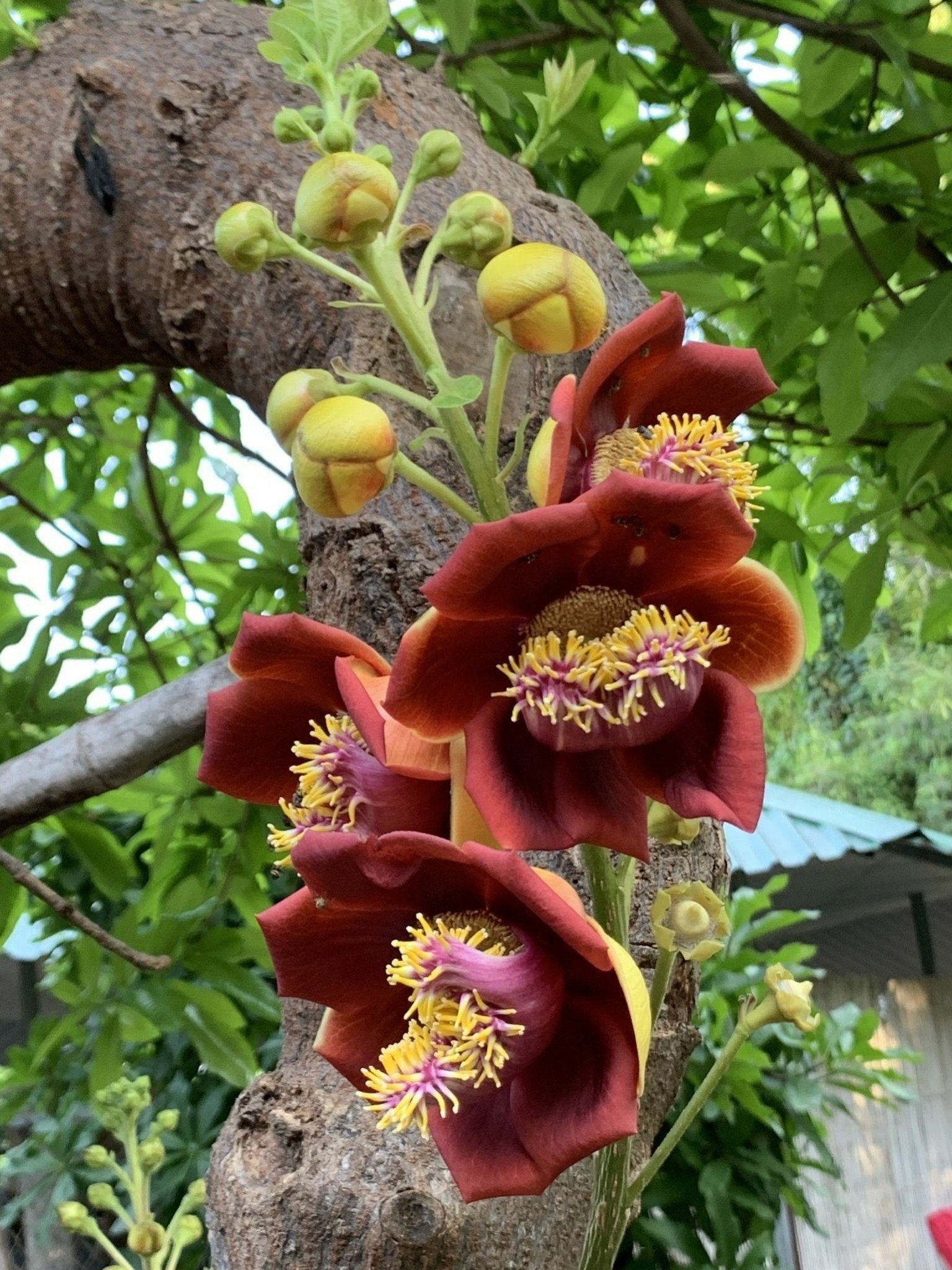 500 cây vô ưu lạ mắt trong vườn cõi Phật đoạt kỷ lục Guinness Việt Nam - 3