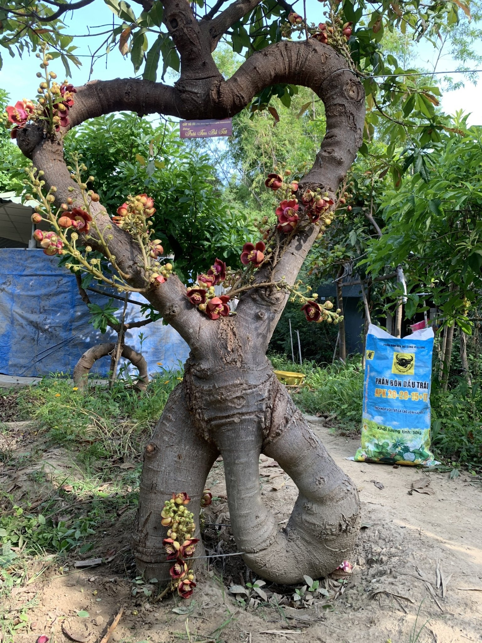 500 cây vô ưu lạ mắt trong vườn cõi Phật đoạt kỷ lục Guinness Việt Nam - 5