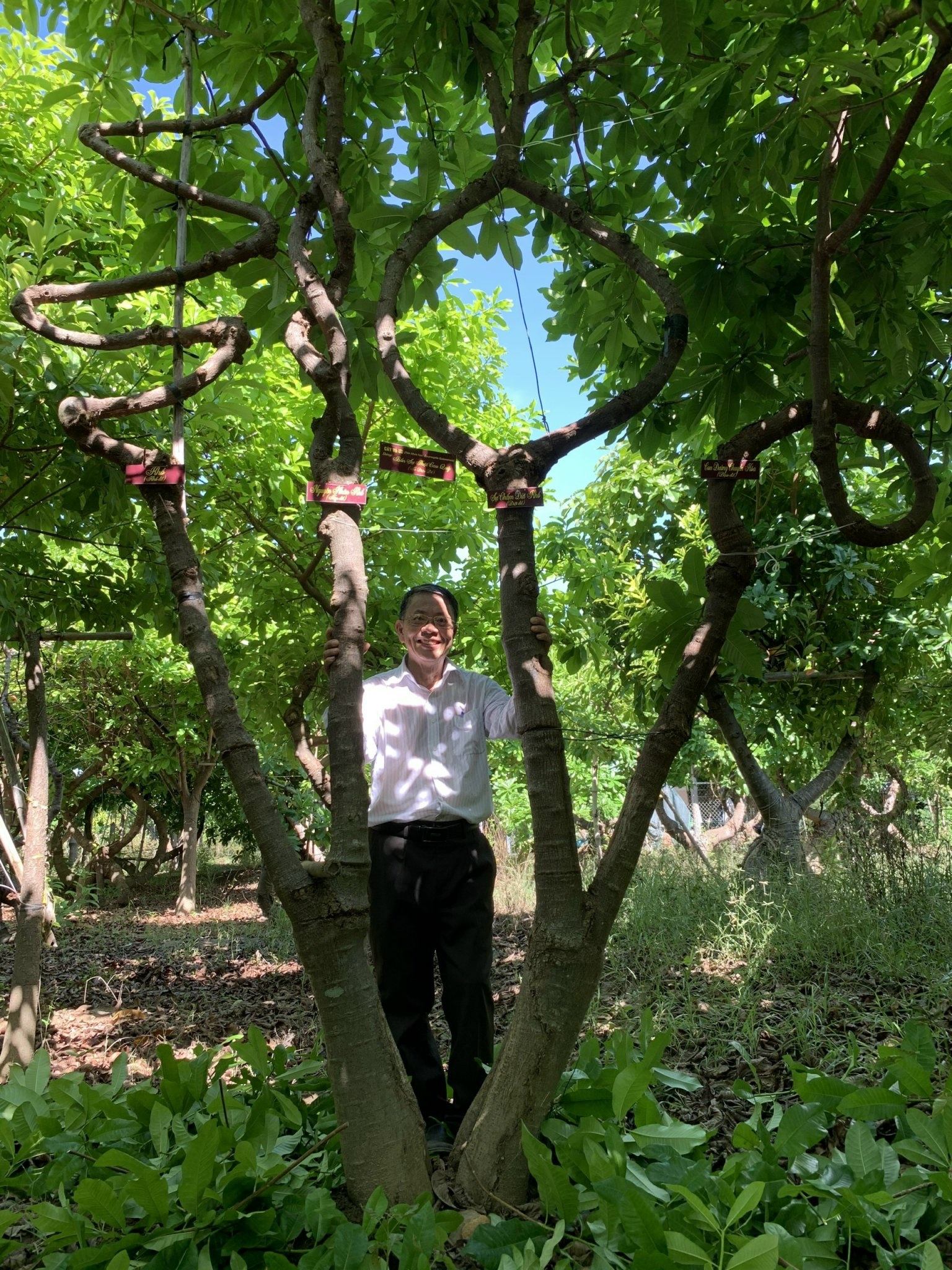 500 cây vô ưu lạ mắt trong vườn cõi Phật đoạt kỷ lục Guinness Việt Nam - 8