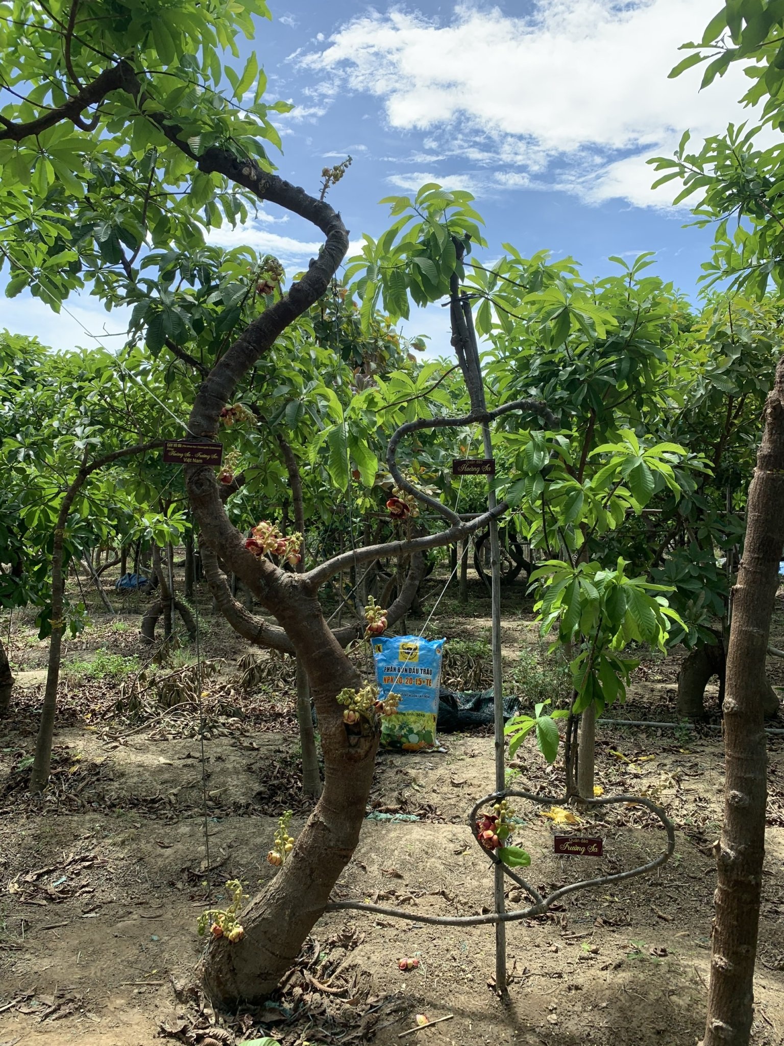 500 cây vô ưu lạ mắt trong vườn cõi Phật đoạt kỷ lục Guinness Việt Nam - 2