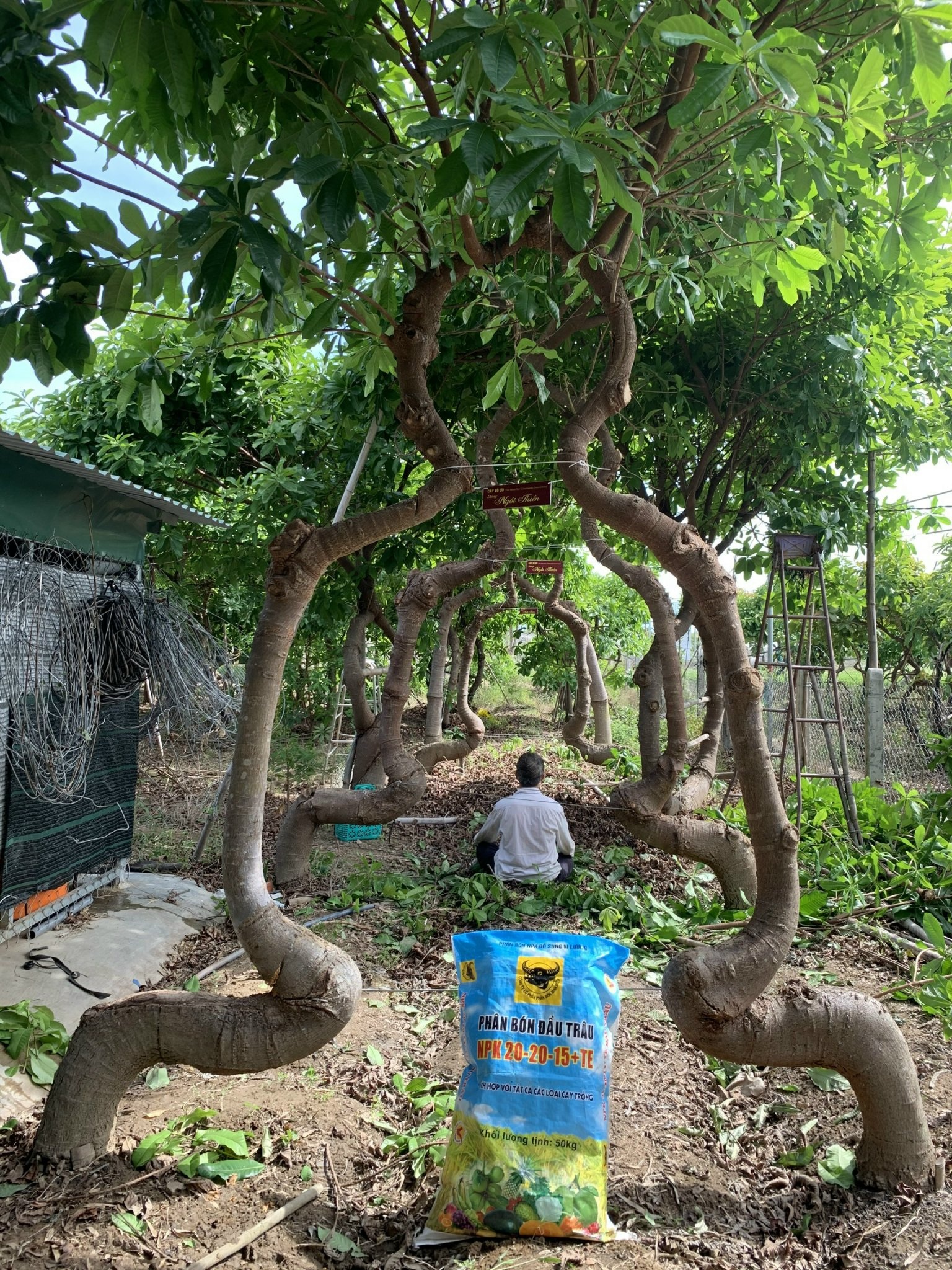 500 cây vô ưu lạ mắt trong vườn cõi Phật đoạt kỷ lục Guinness Việt Nam - 7