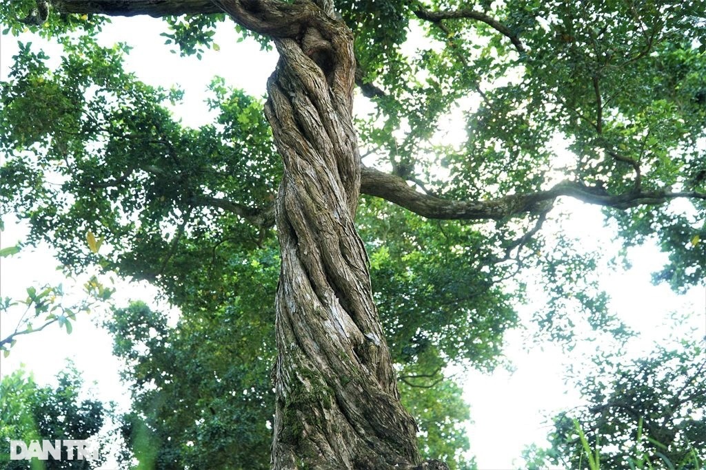 Vườn nguyệt quế cả nghìn cây giá nào cũng không bán của lão nông miền Tây - 6