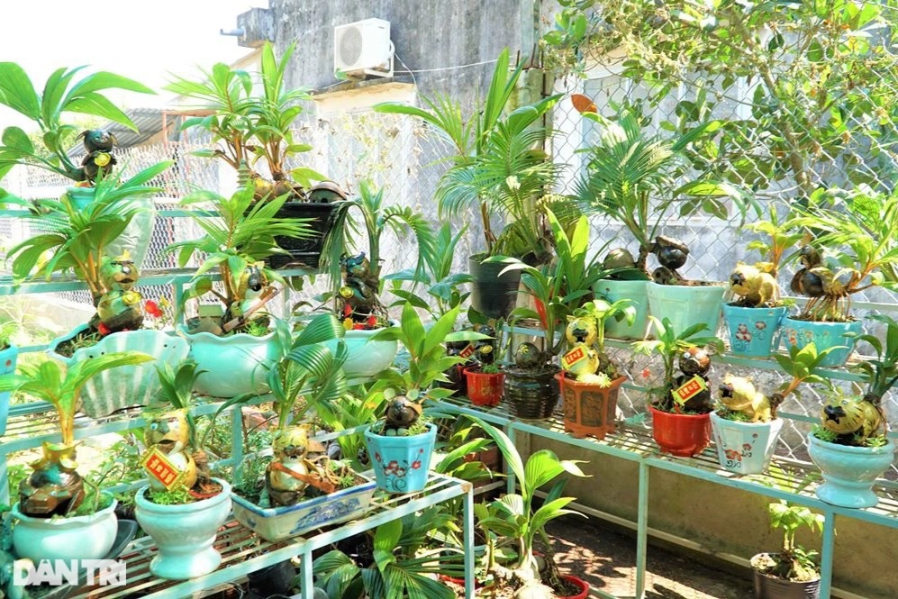 Kiếm tiền rủng rỉnh mùa Tết nhờ tạo tác 12 con giáp từ dừa bonsai - 7 Kiếm tiền rủng rỉnh mùa Tết nhờ tạo tác 12 con giáp từ dừa bonsai - 7
