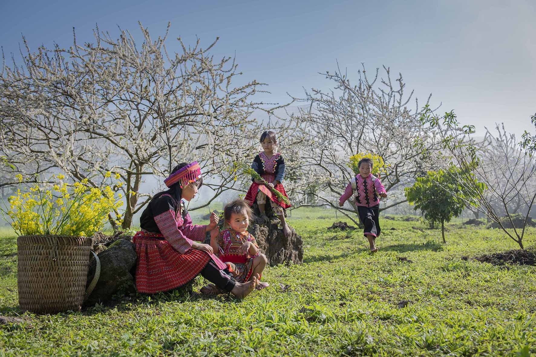 Plum flowers bloom in a beautiful white sky like a fairy in Moc Chau - 2