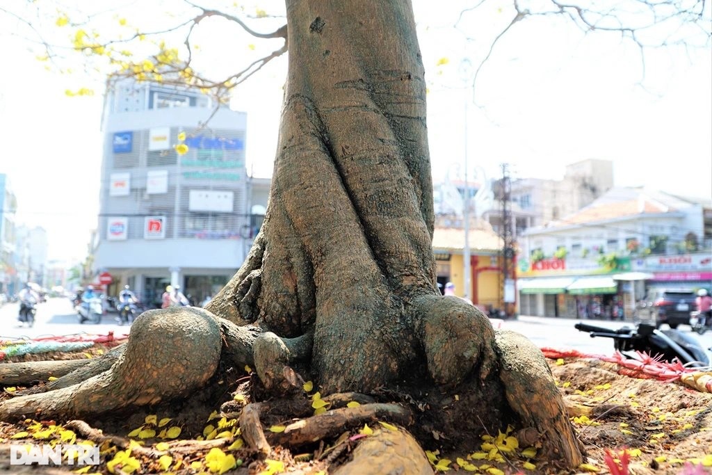 Cây mai này giá trị cao do bộ đế to và đẹp nổi u nần giống như móng rồng. Thêm nữa đoạn từ rễ lên thân khoảng 70 cm được xoắn bện lại giống như dây thừng rất đặc biệt (Ảnh: Bảo Kỳ).