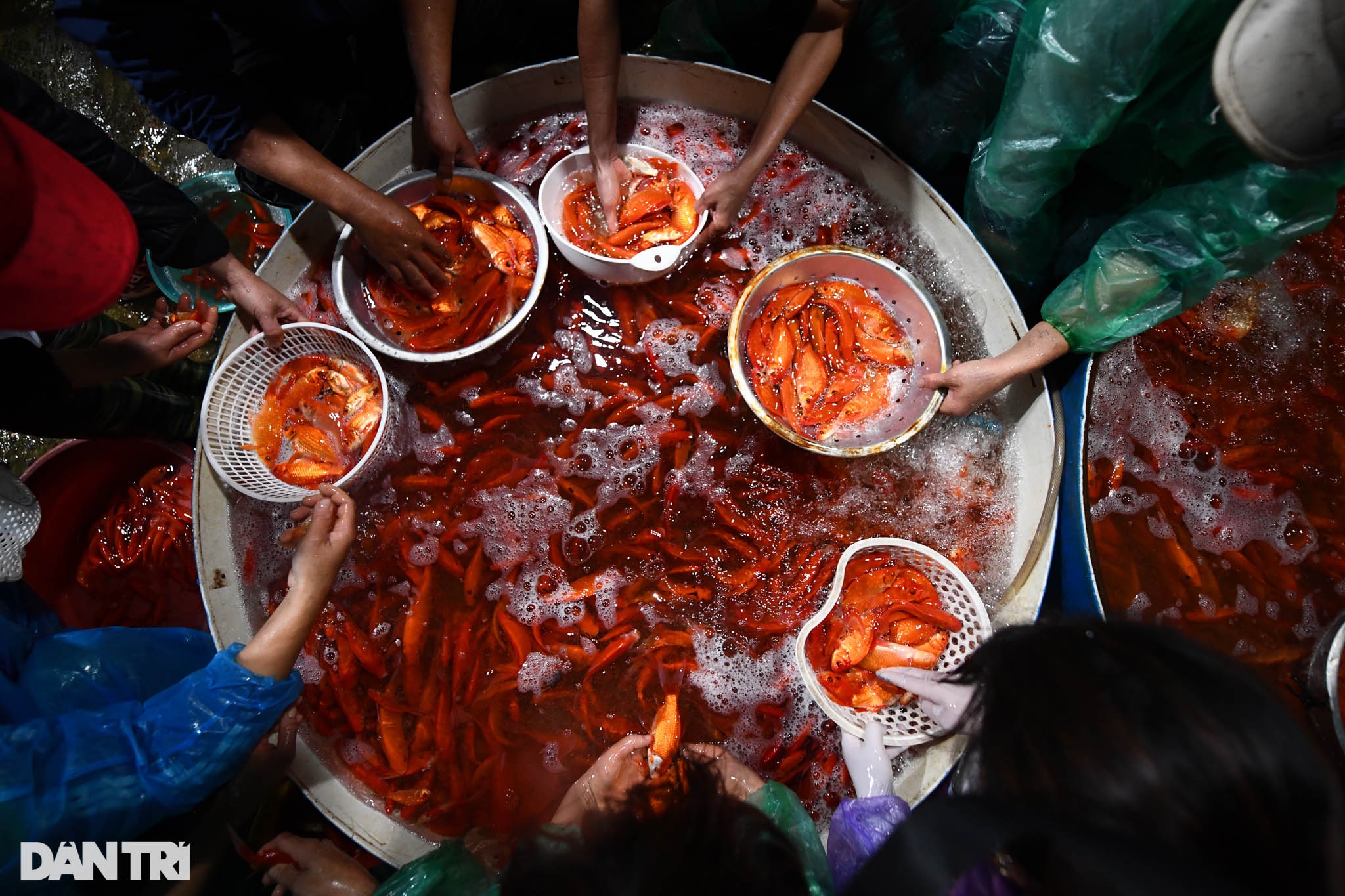 Chợ cá Yên Sở rực sắc đỏ, nhộn nhịp bán xuyên đêm ngày ông Táo về trời - 6 Chợ cá Yên Sở rực sắc đỏ, nhộn nhịp bán xuyên đêm ngày ông Táo về trời - 6