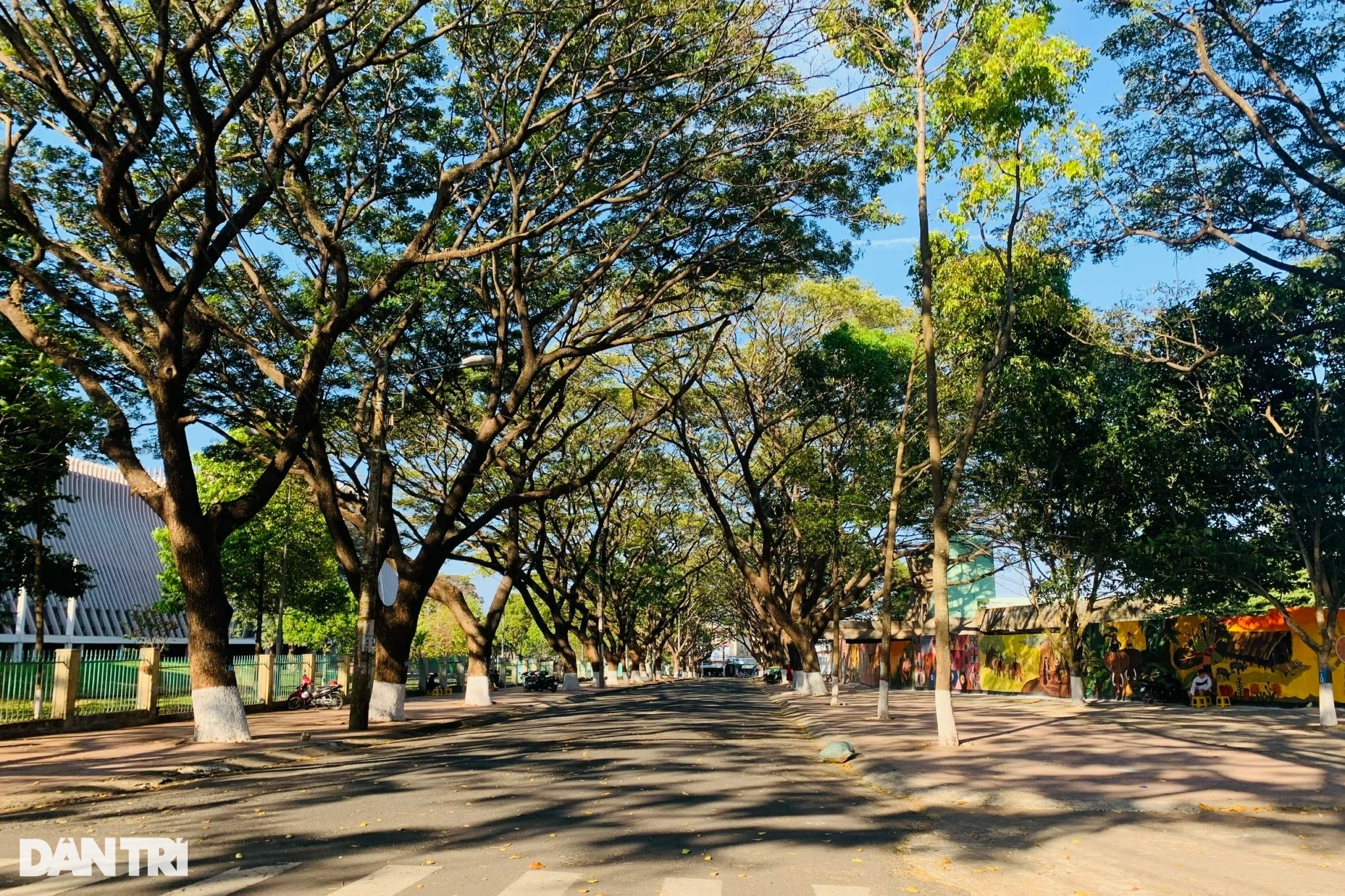 Phó Chủ tịch Buôn Ma Thuột nói về cây xanh bật gốc trên con đường tuyệt đẹp - 5