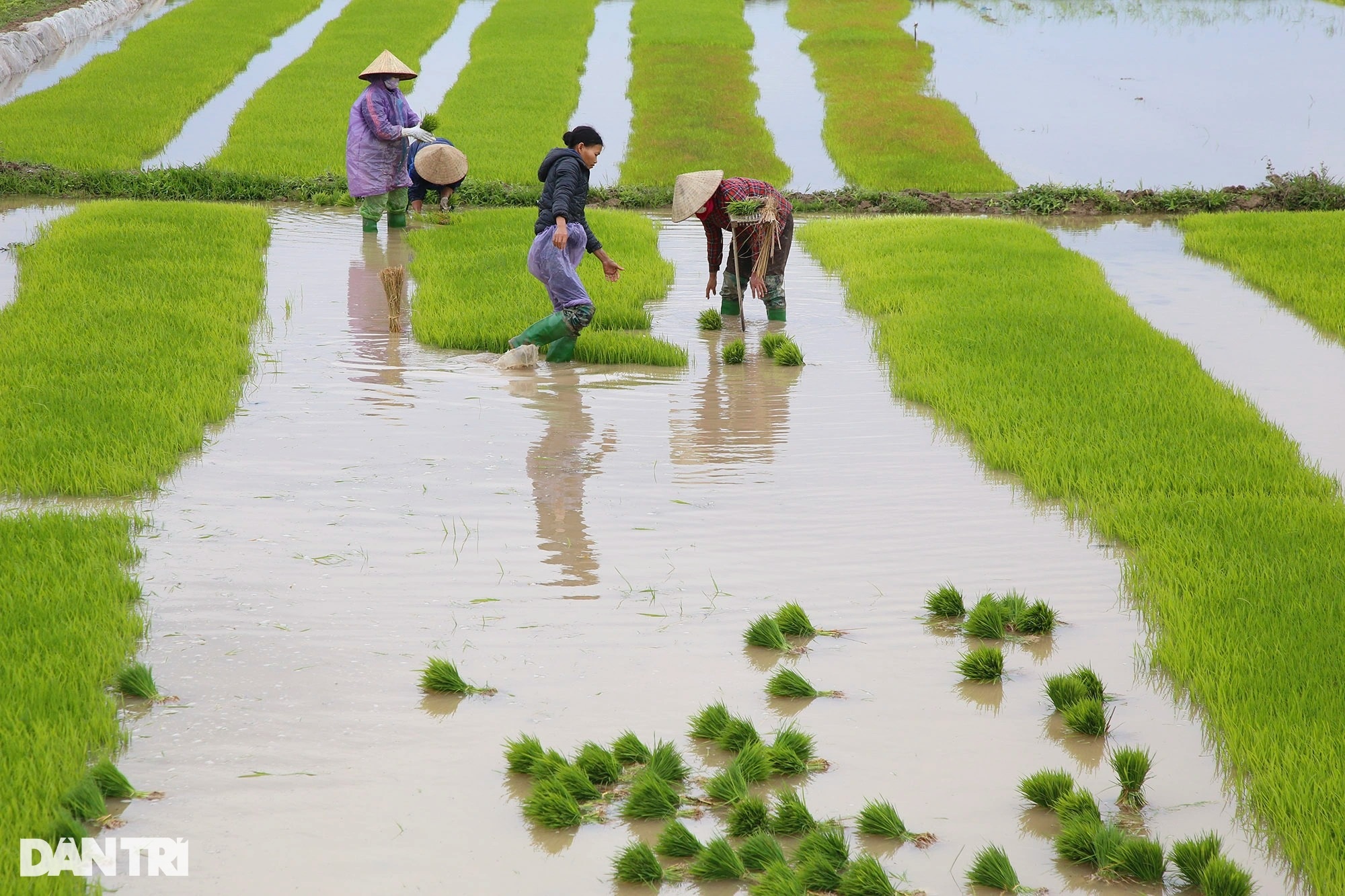 Nông dân ngoại thành bì bõm lội ruộng cấy lúa trong giá rét thấu xương - 1