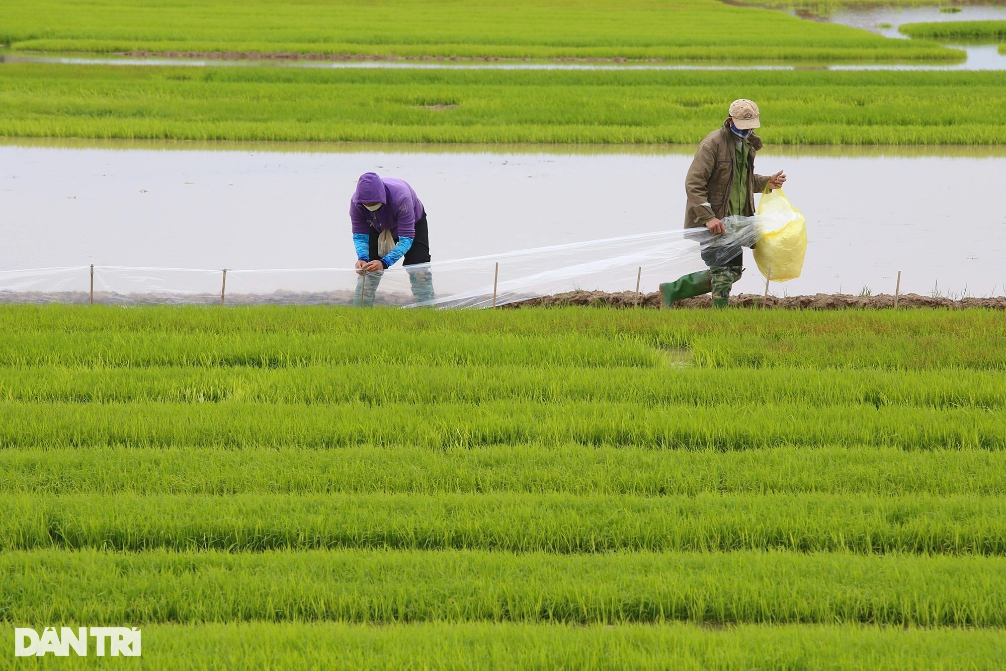 Nông dân ngoại thành bì bõm lội ruộng cấy lúa trong giá rét thấu xương - 6