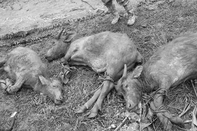 Gần 3.000 con gia súc bị chết trong đợt mưa rét kỷ lục - 1