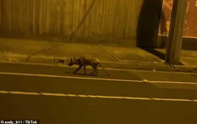 Người dân hoảng hốt khi thấy sinh vật lạ xuất hiện trên đường phố Australia - 1